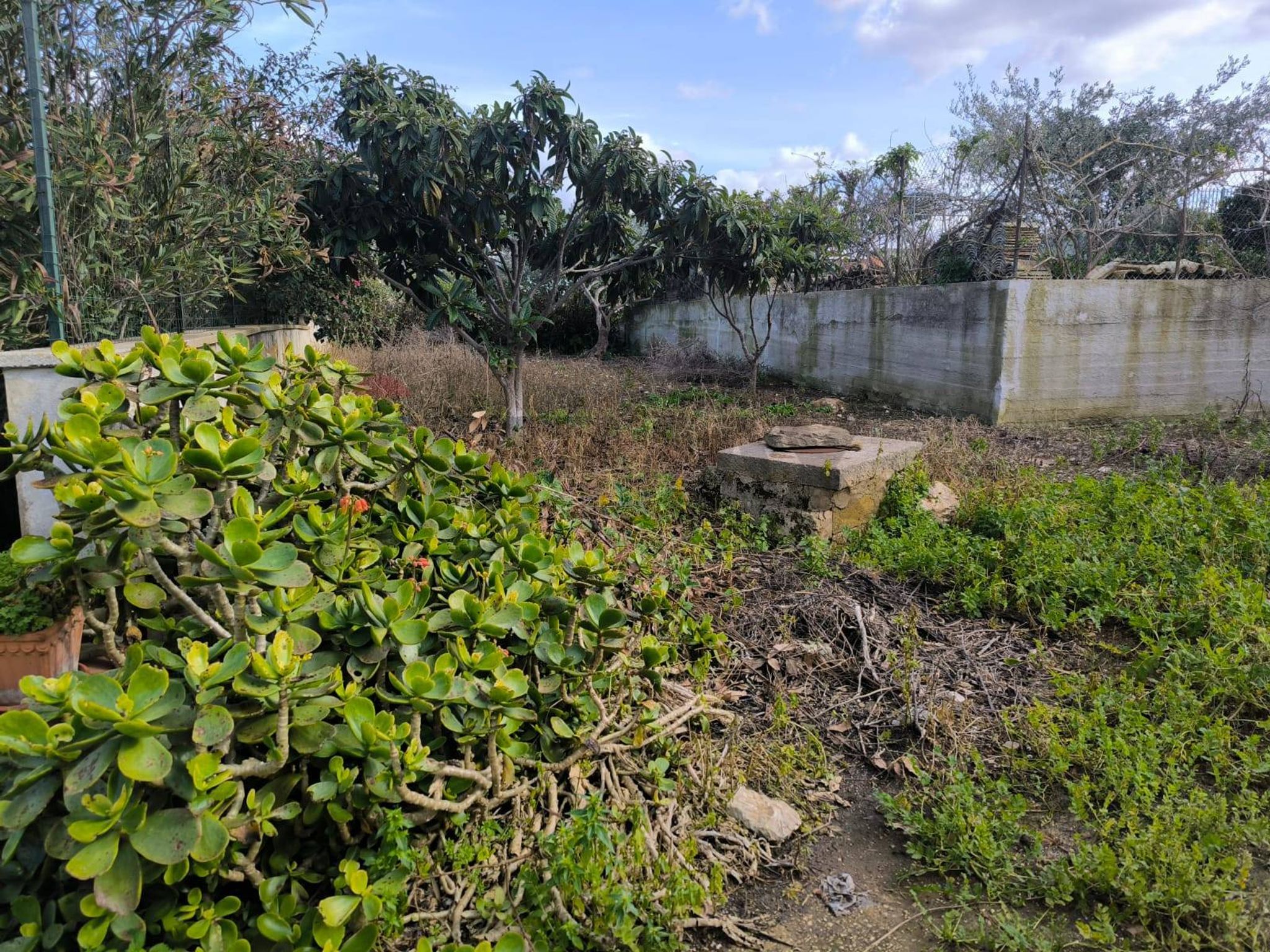 Giardino