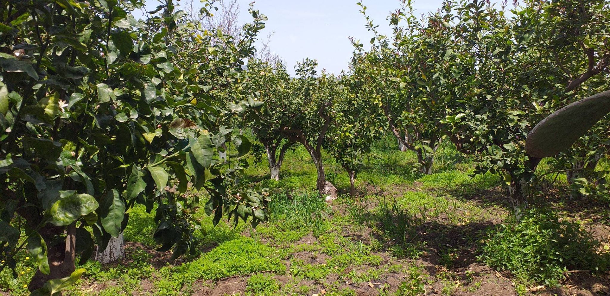 Giardino