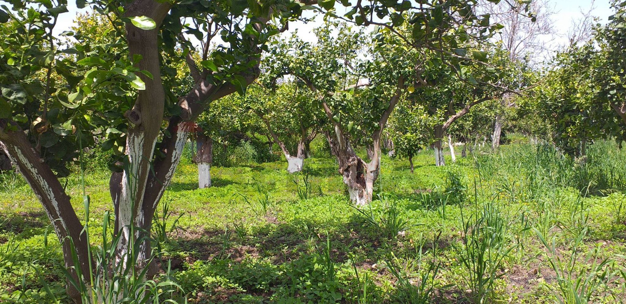 Giardino