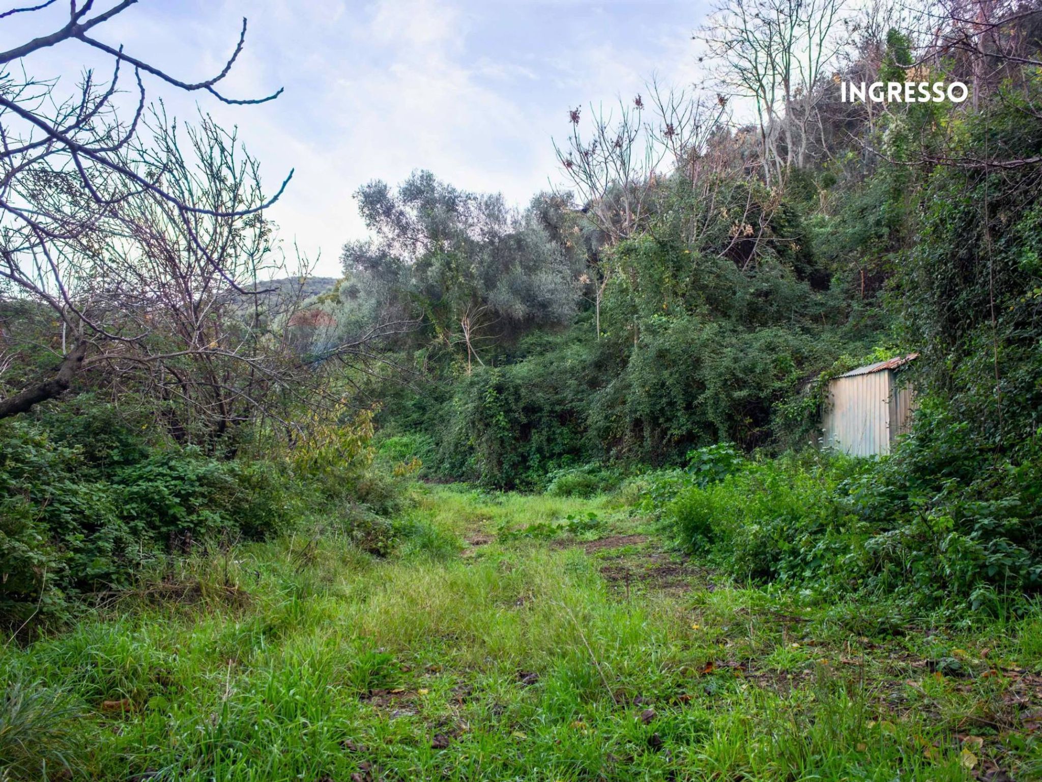Giardino