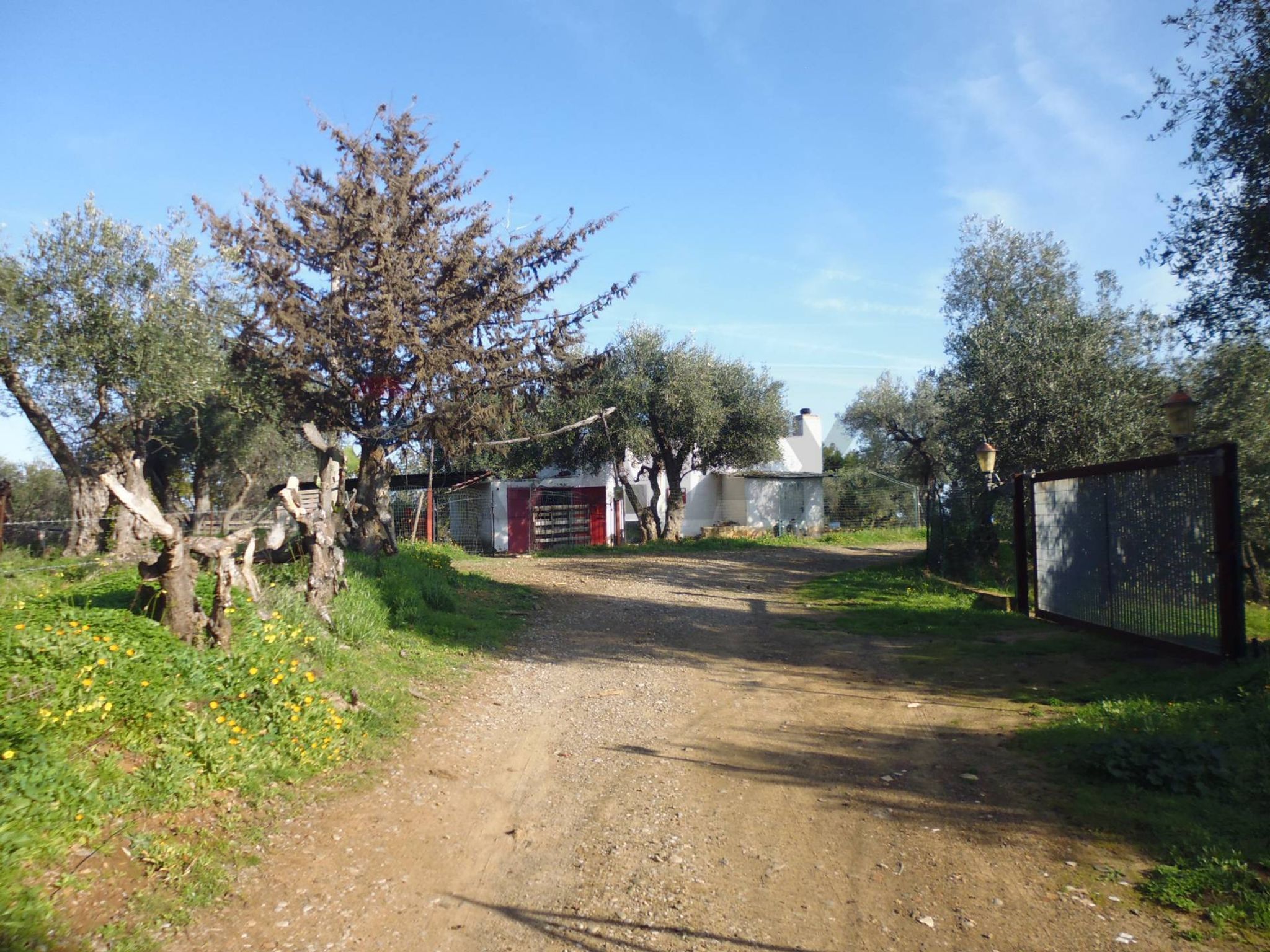Giardino