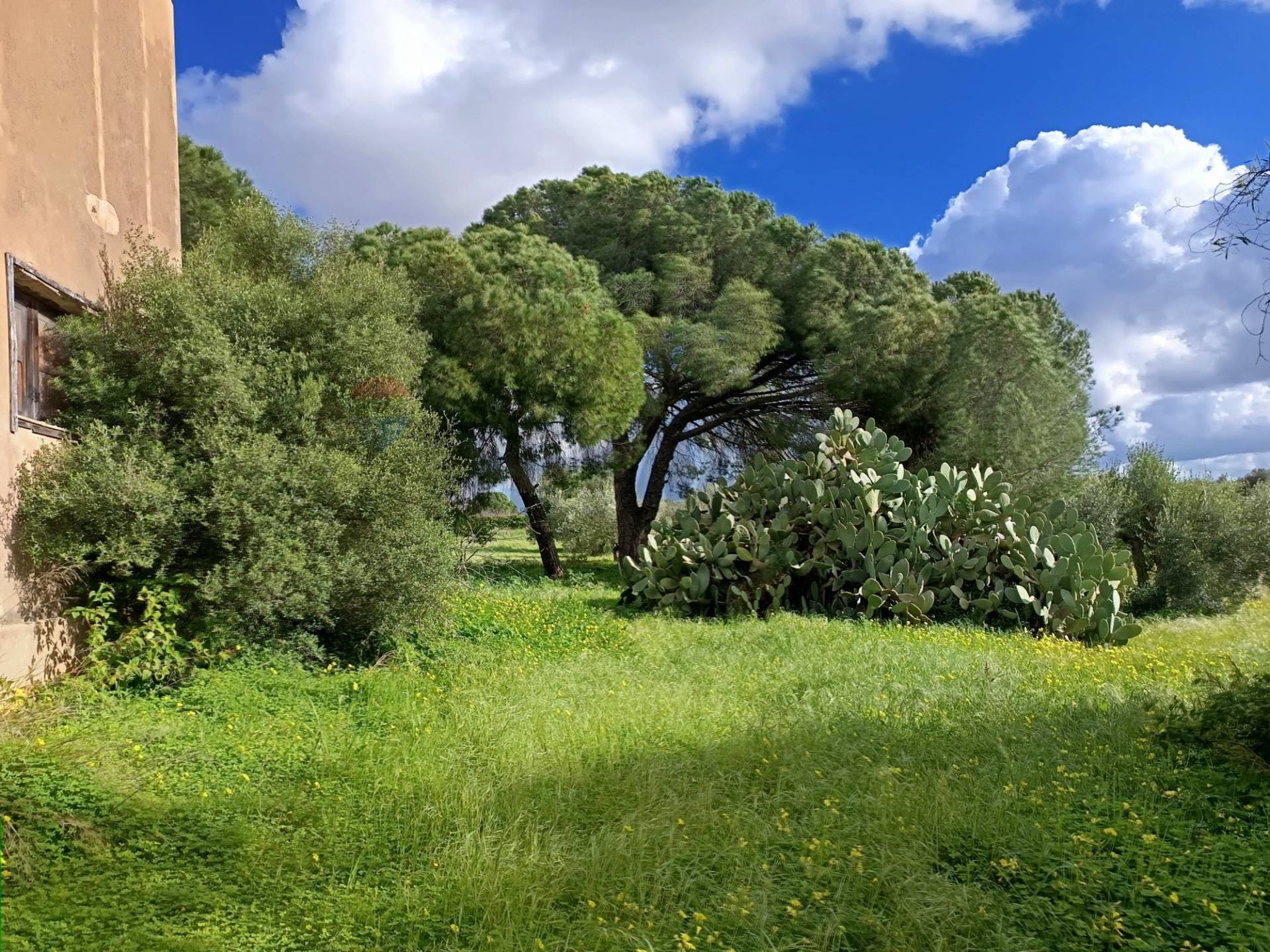 Giardino