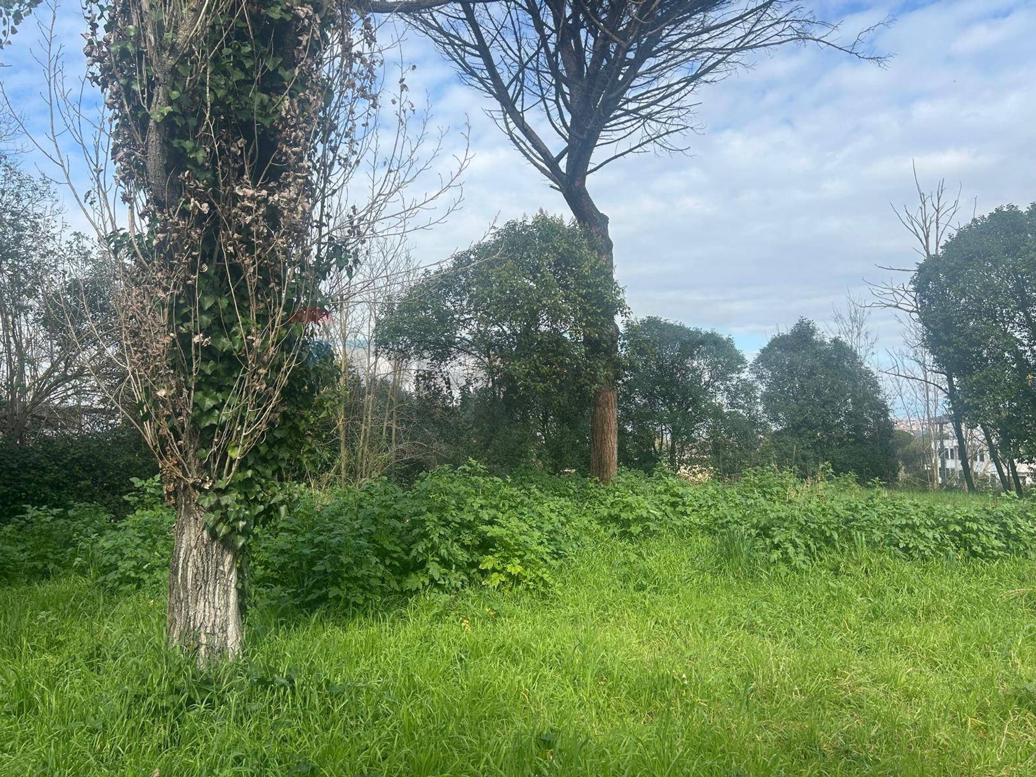 Property in Roma