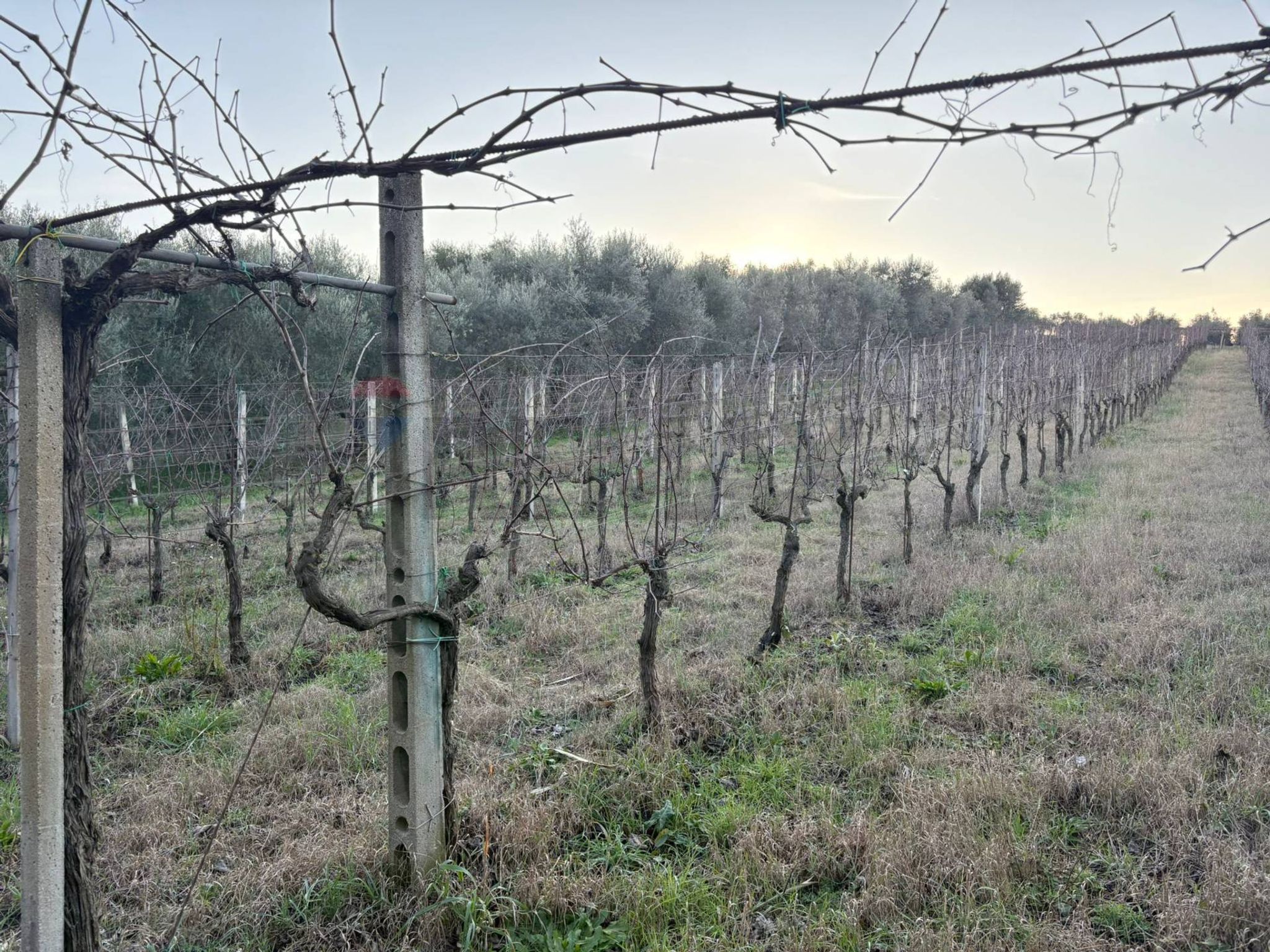 Vista delle montagne