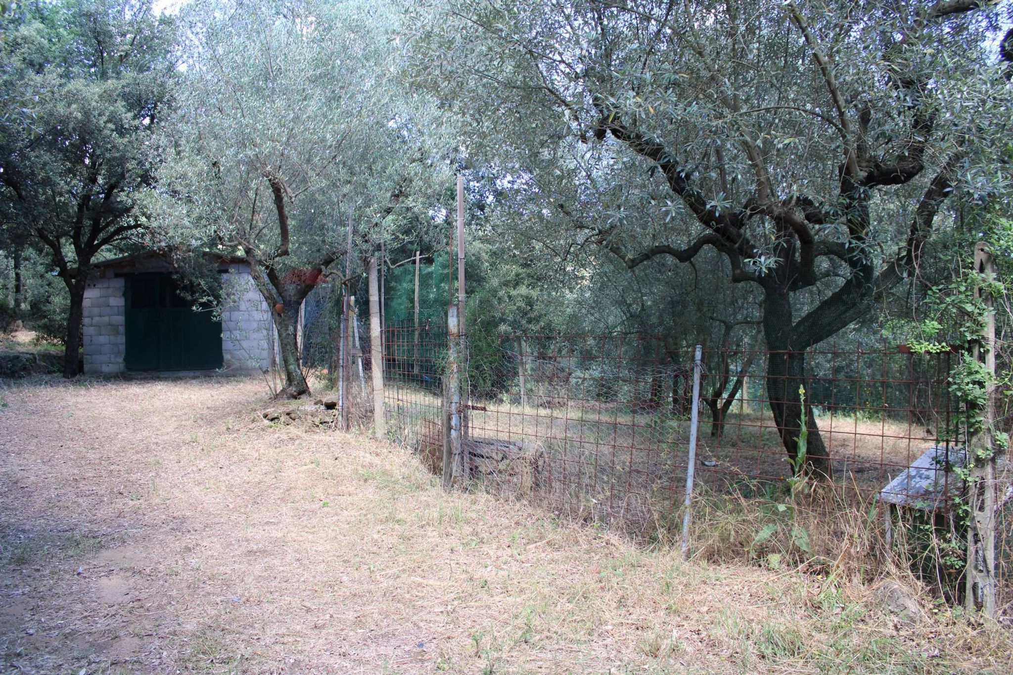 Giardino