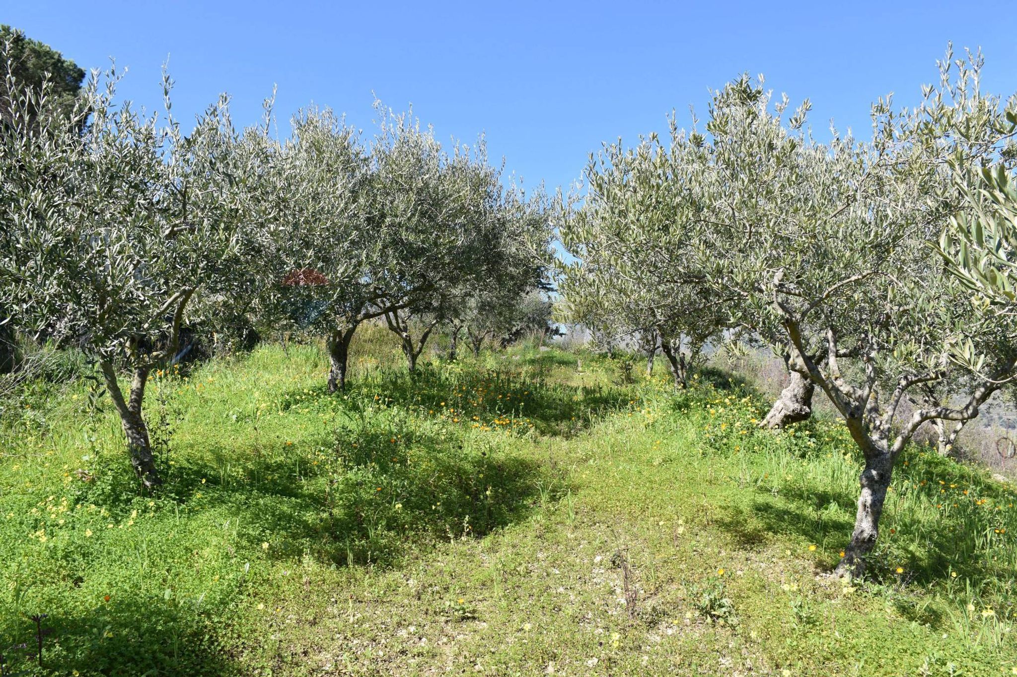 Giardino
