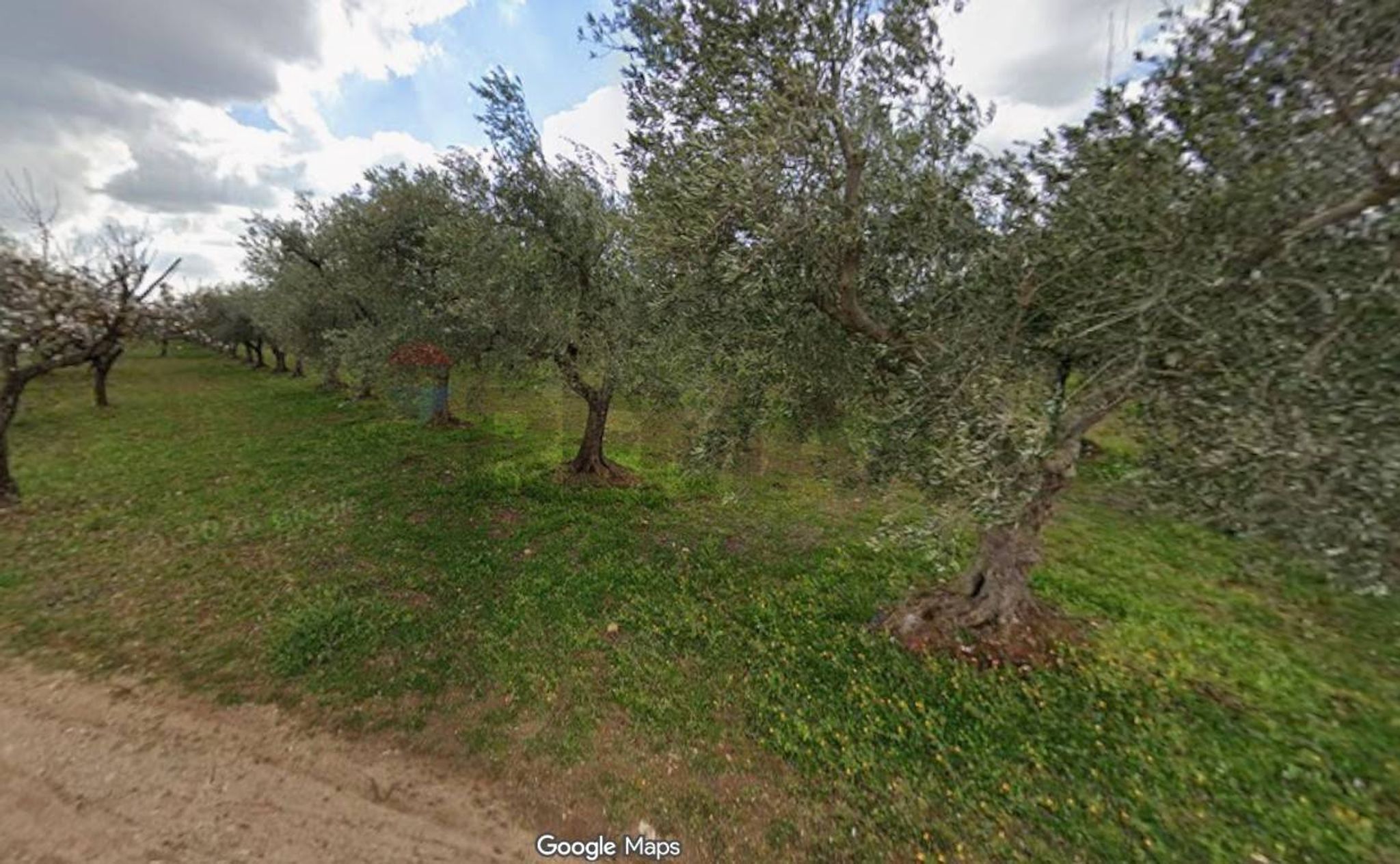 Giardino