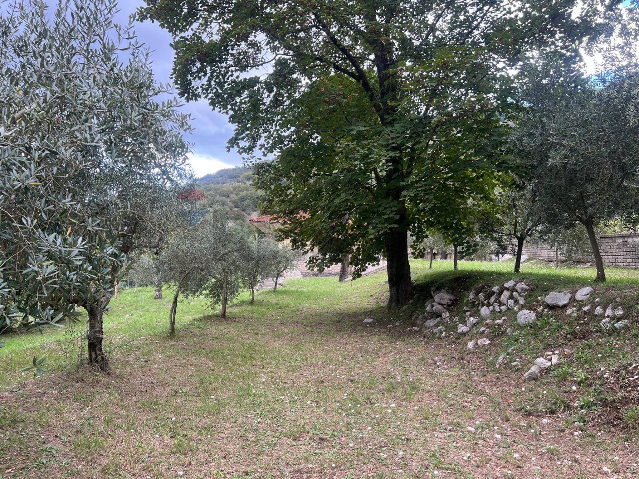 Giardino