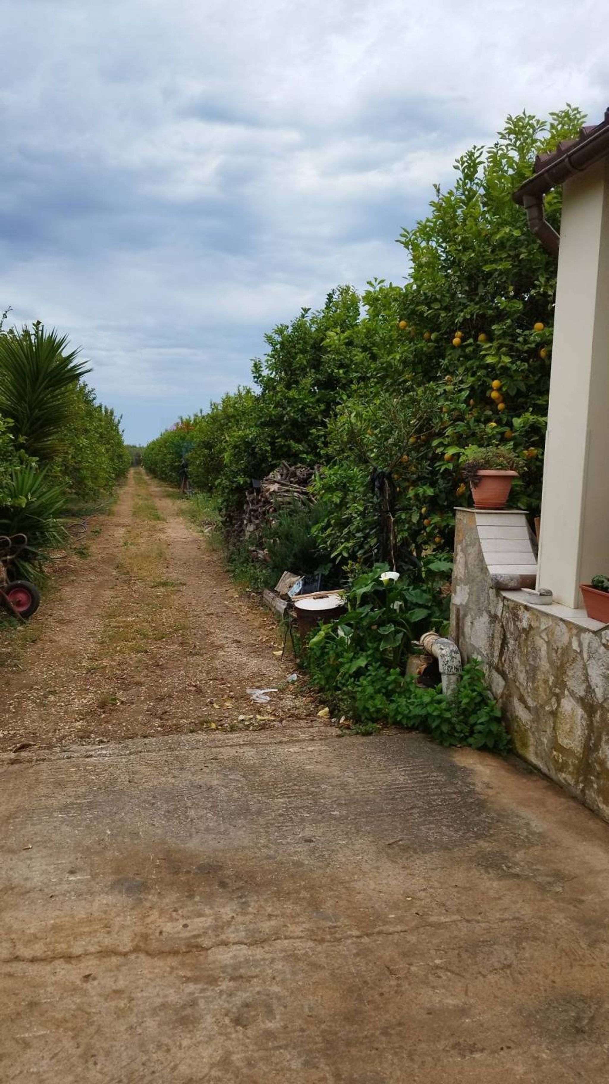 Giardino