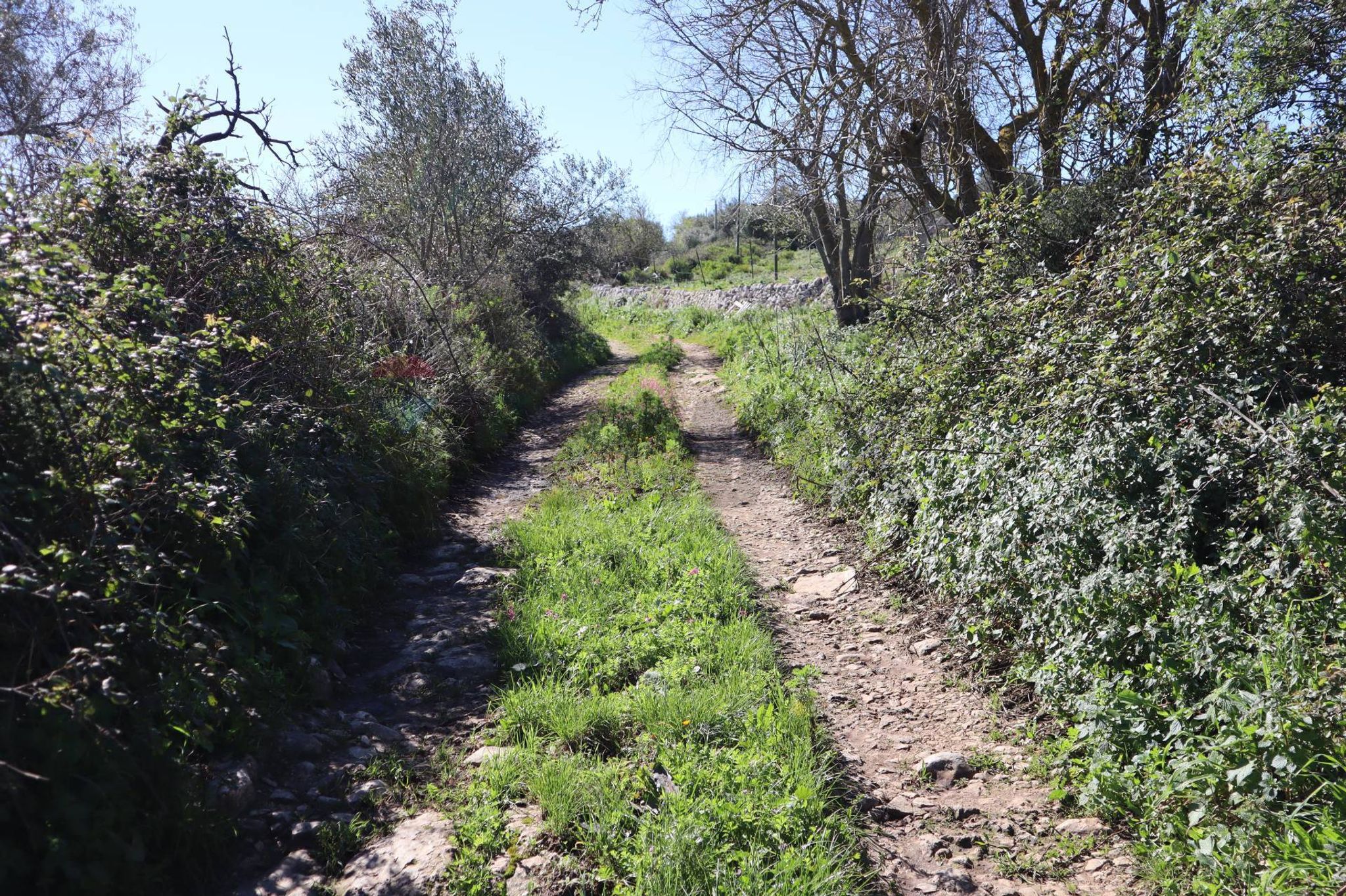 Giardino