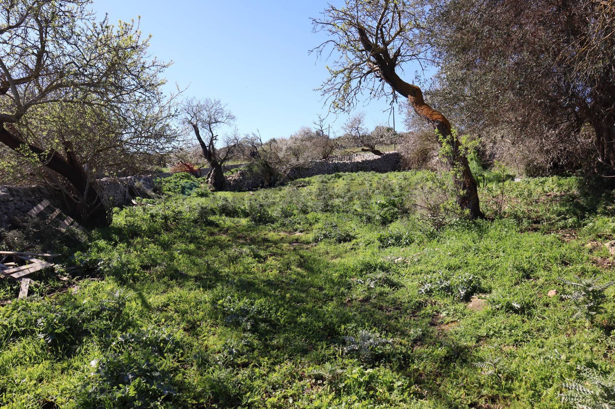 Giardino