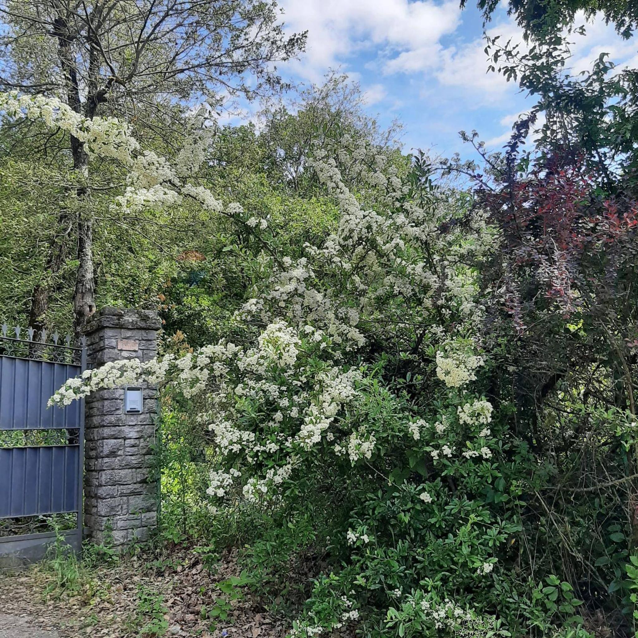Giardino