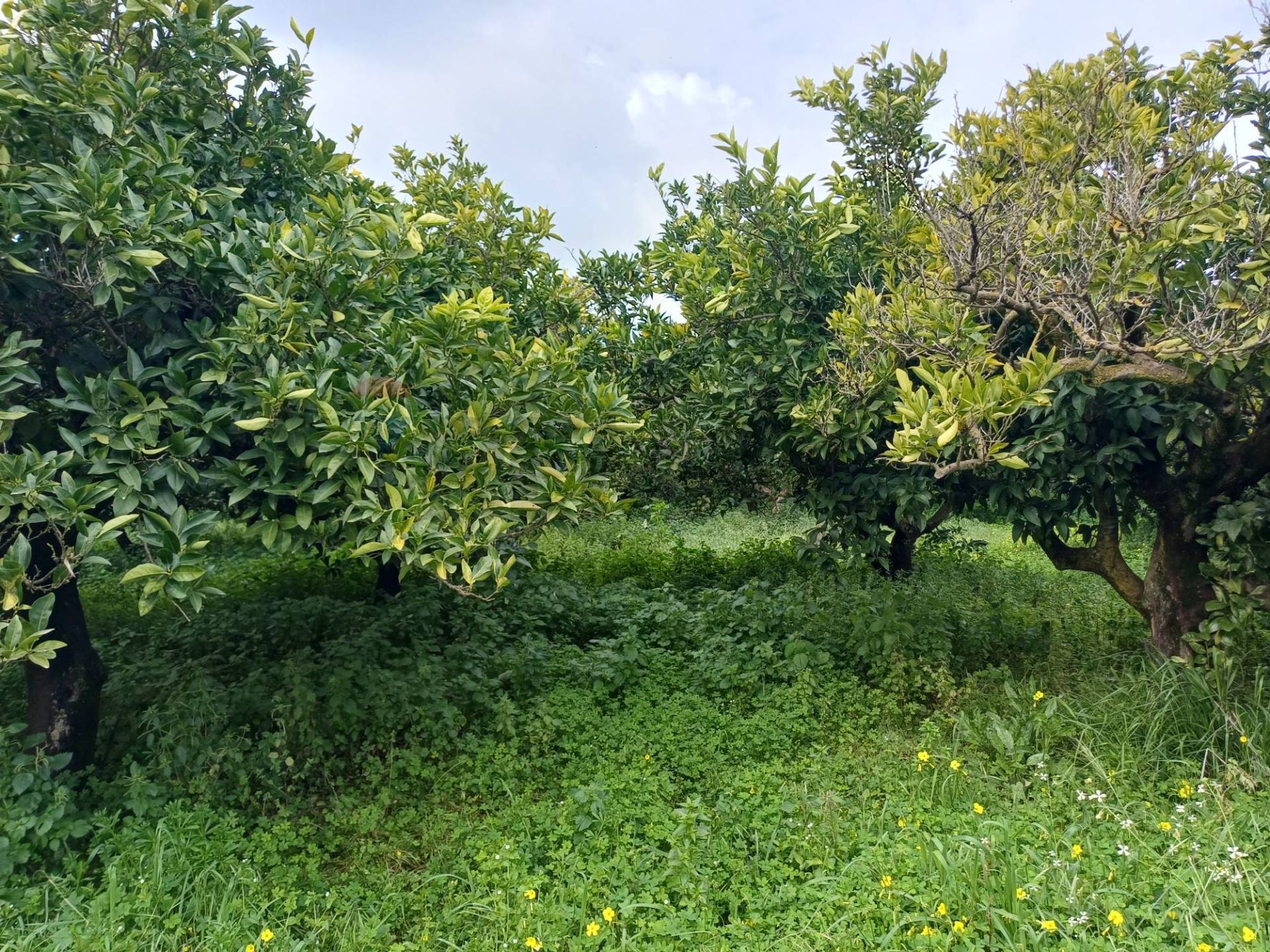 Giardino