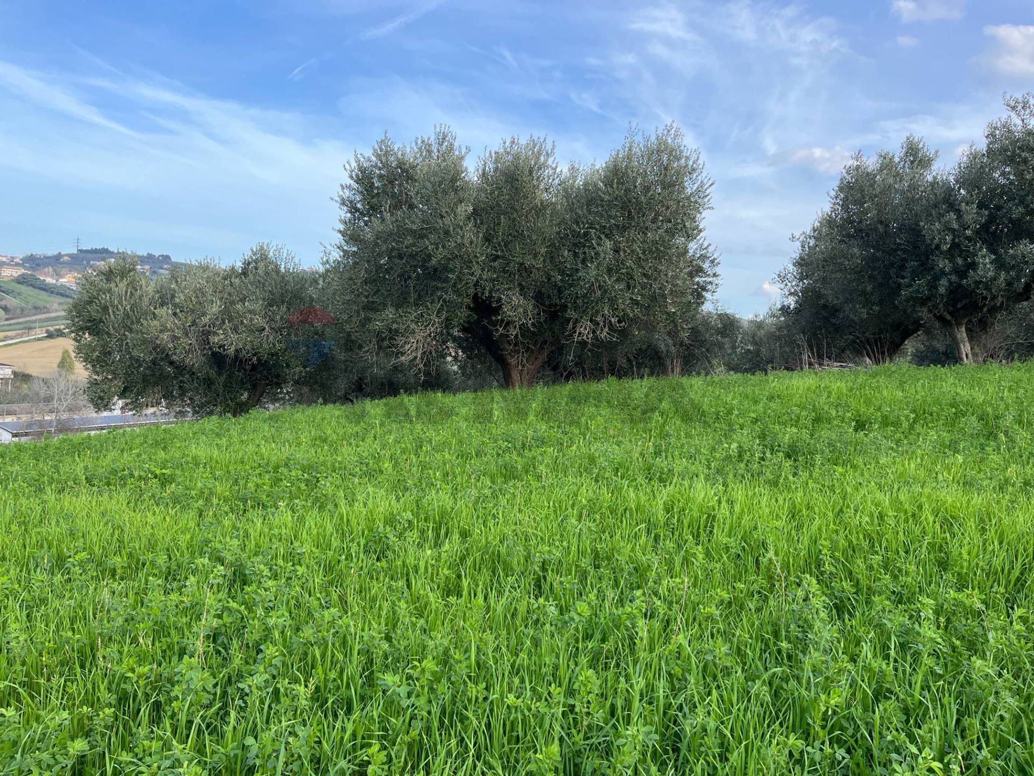 Giardino