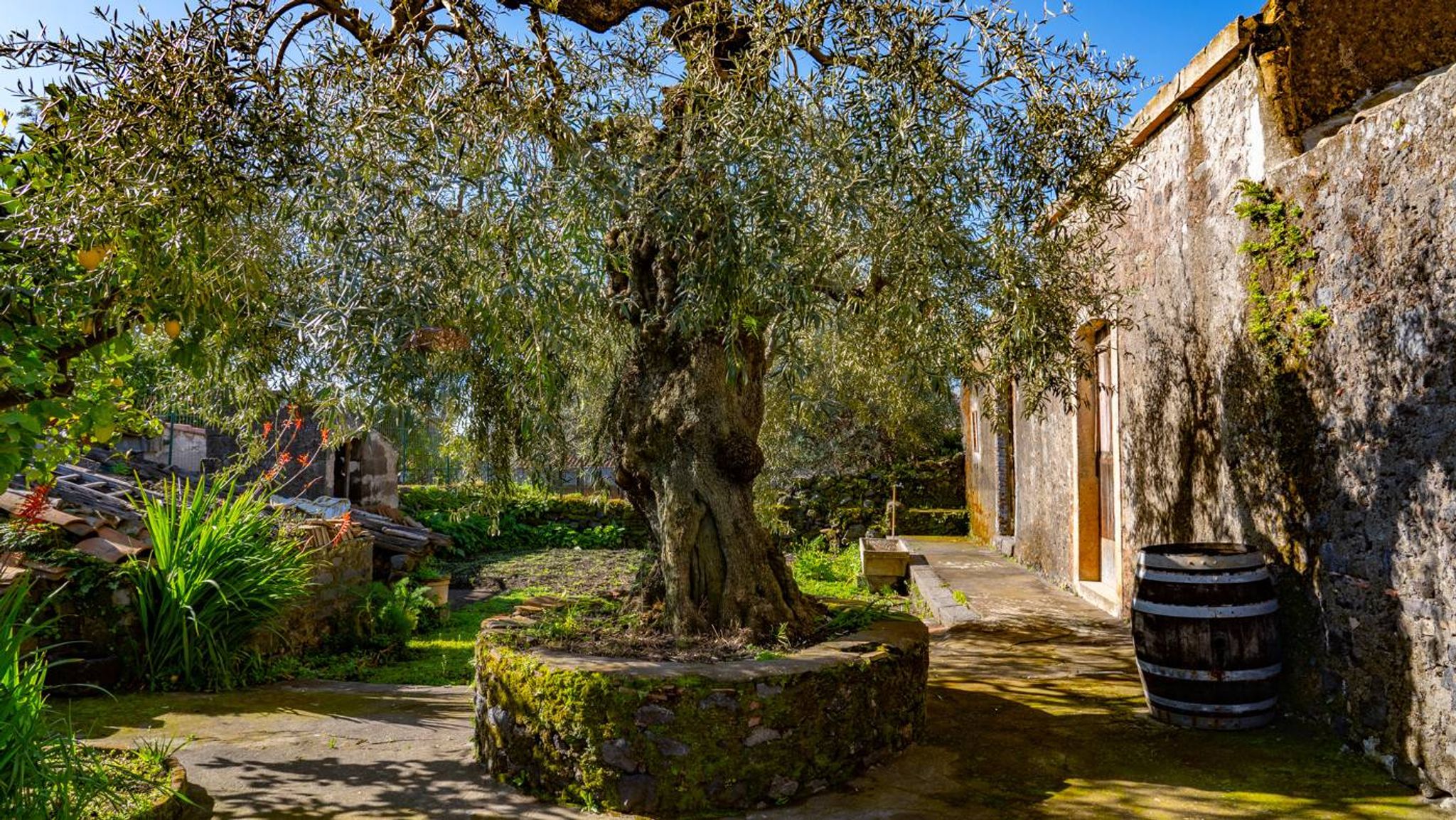 Giardino
