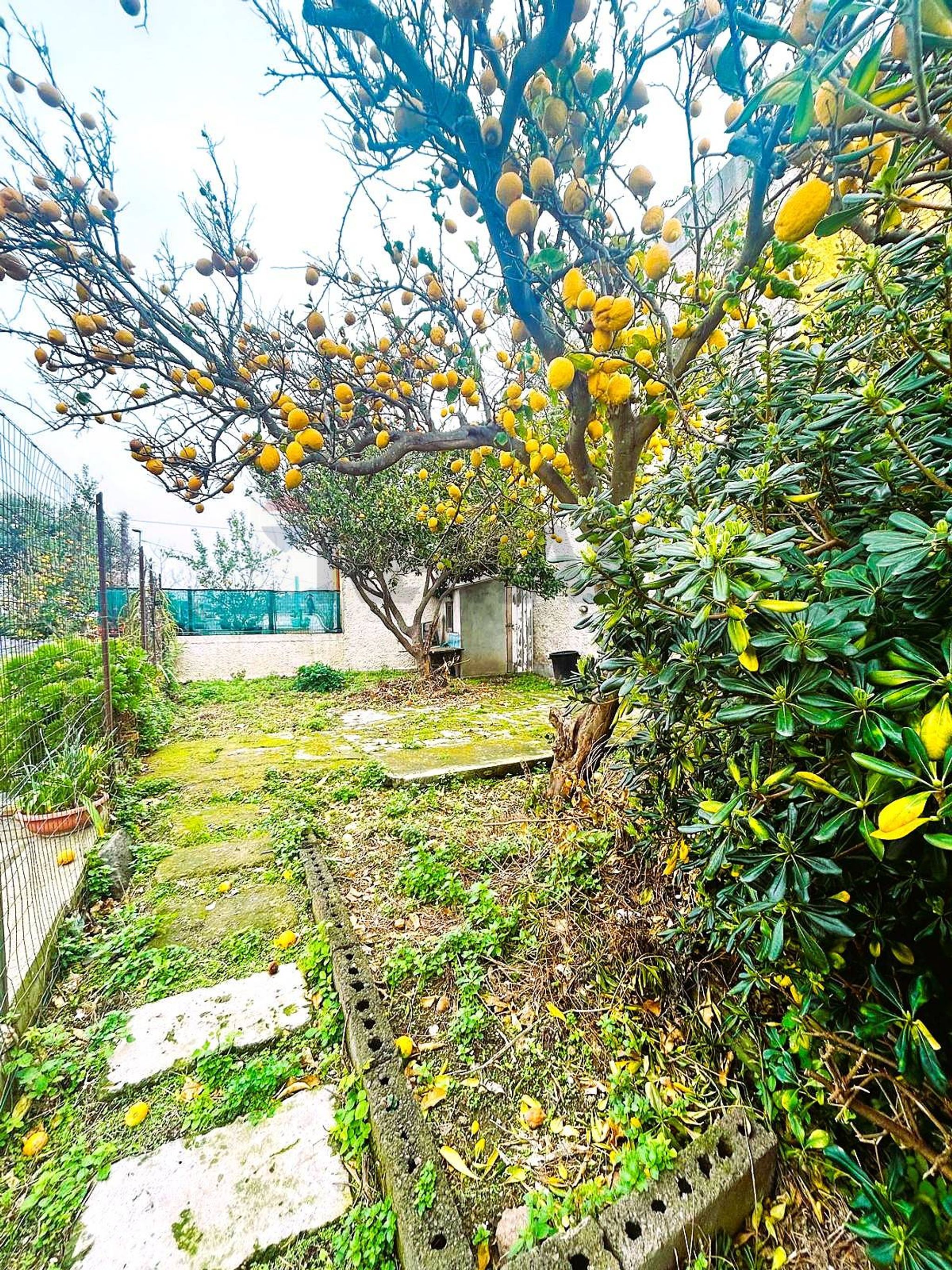 Giardino