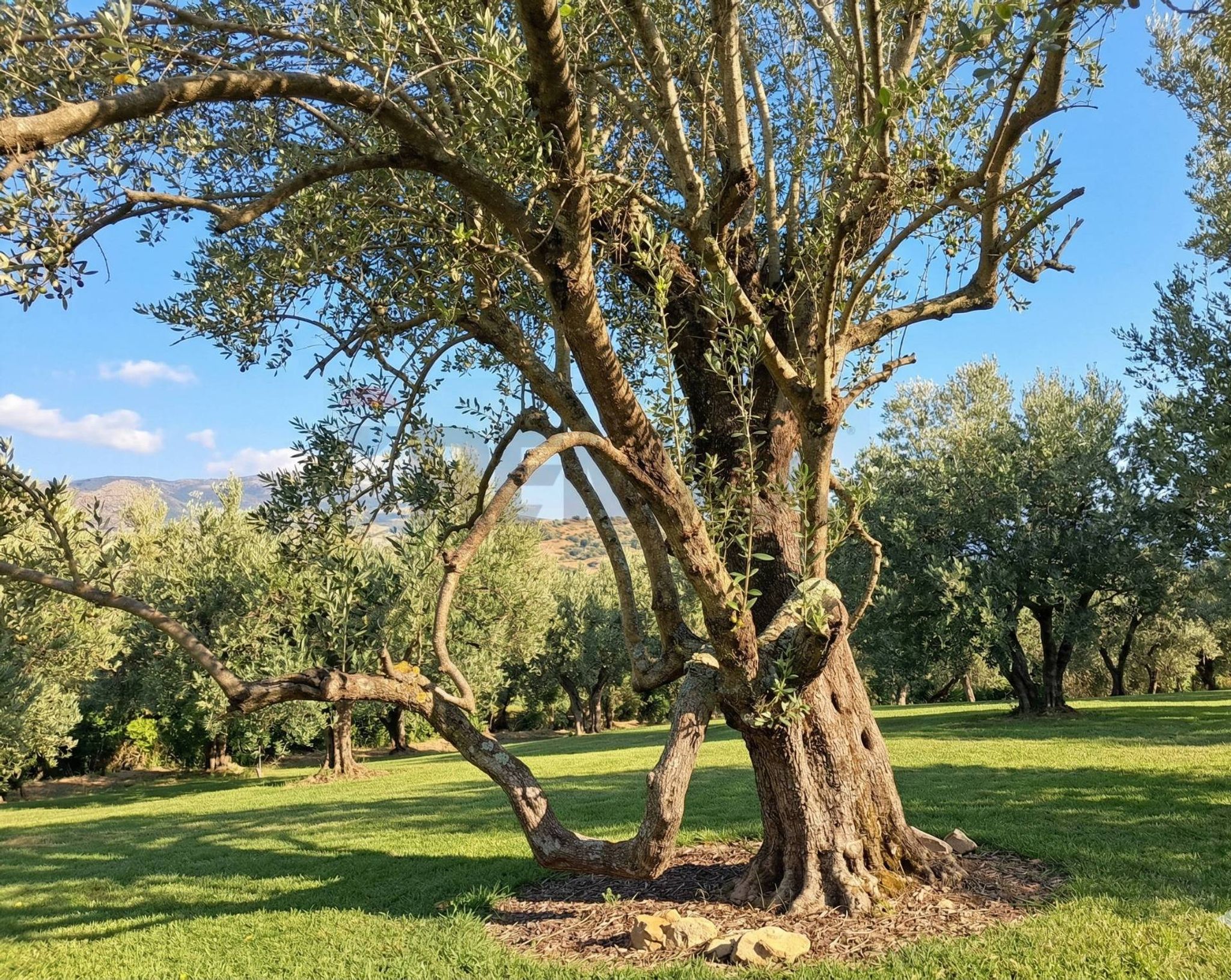 Giardino
