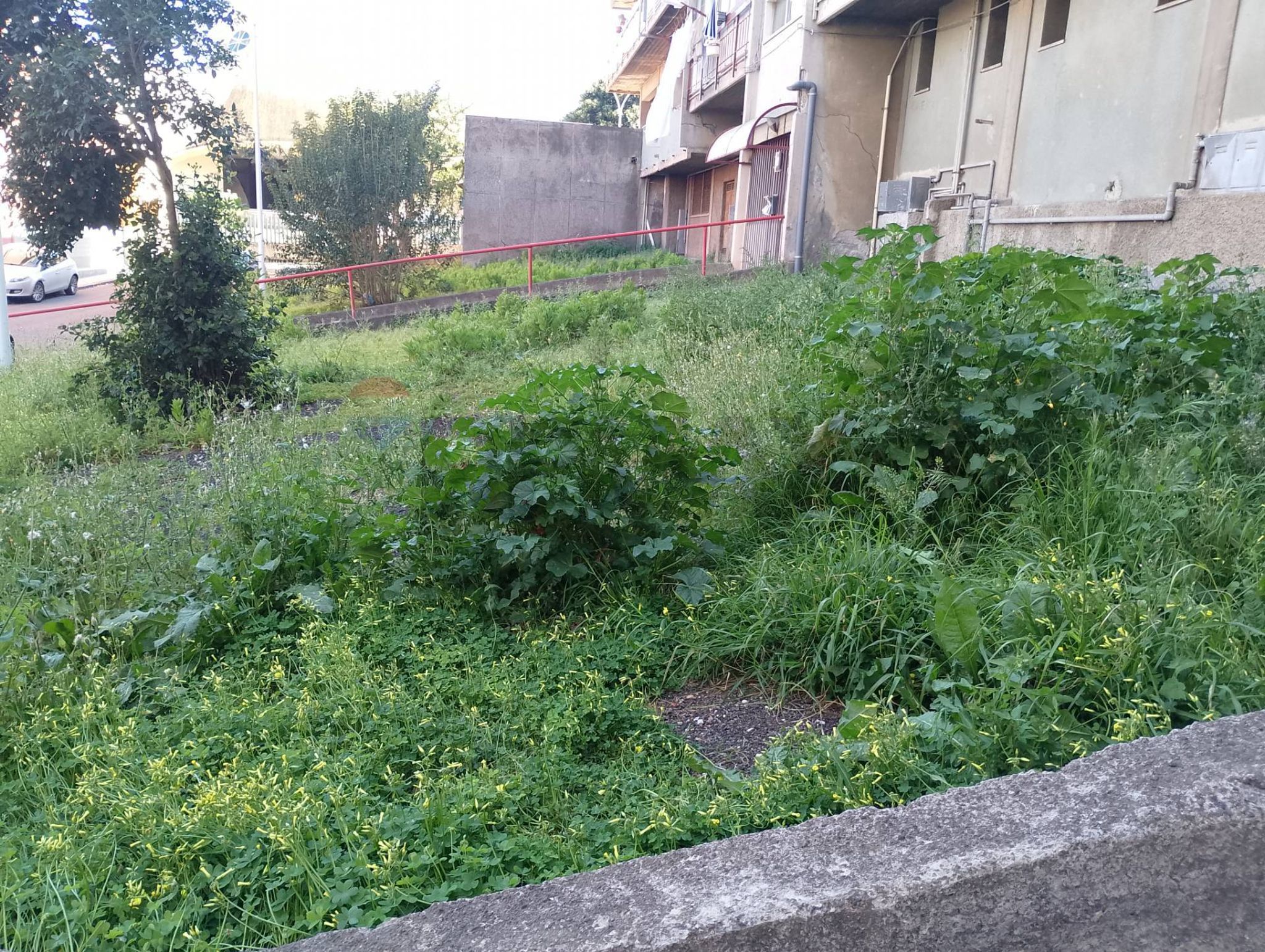 Giardino