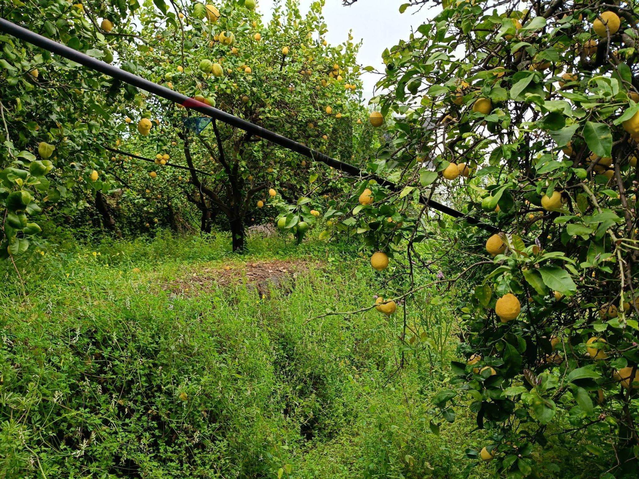 Giardino