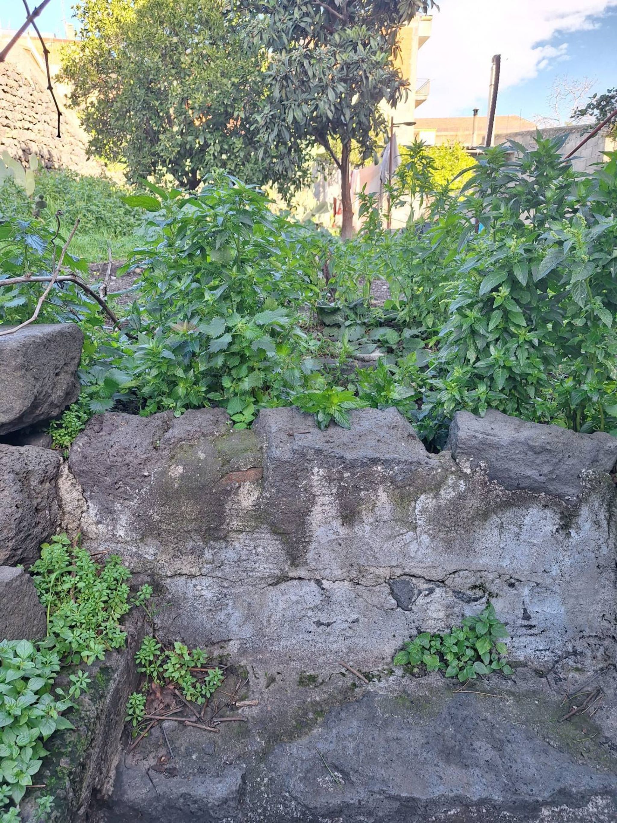 Giardino
