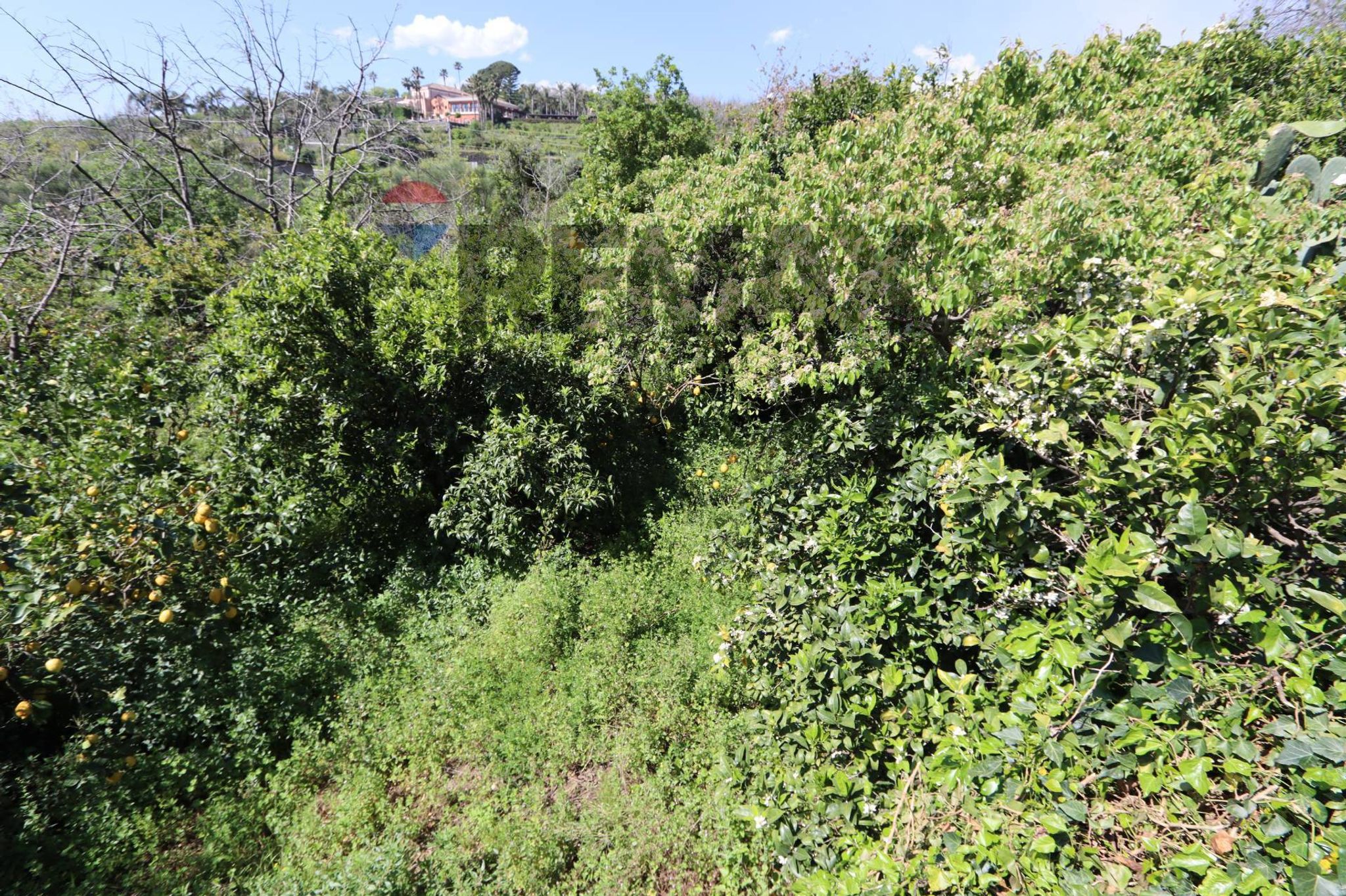 Giardino