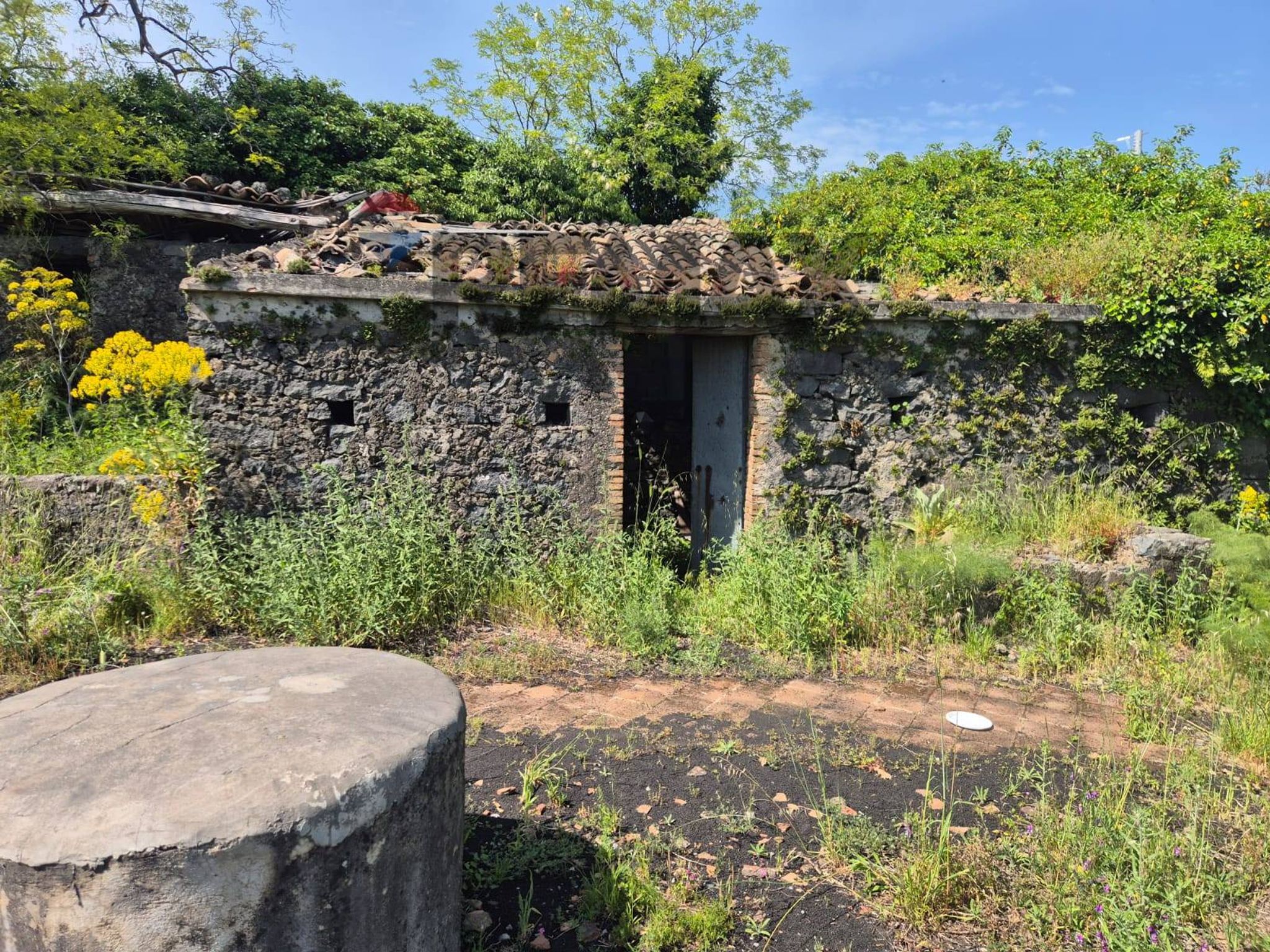 Giardino