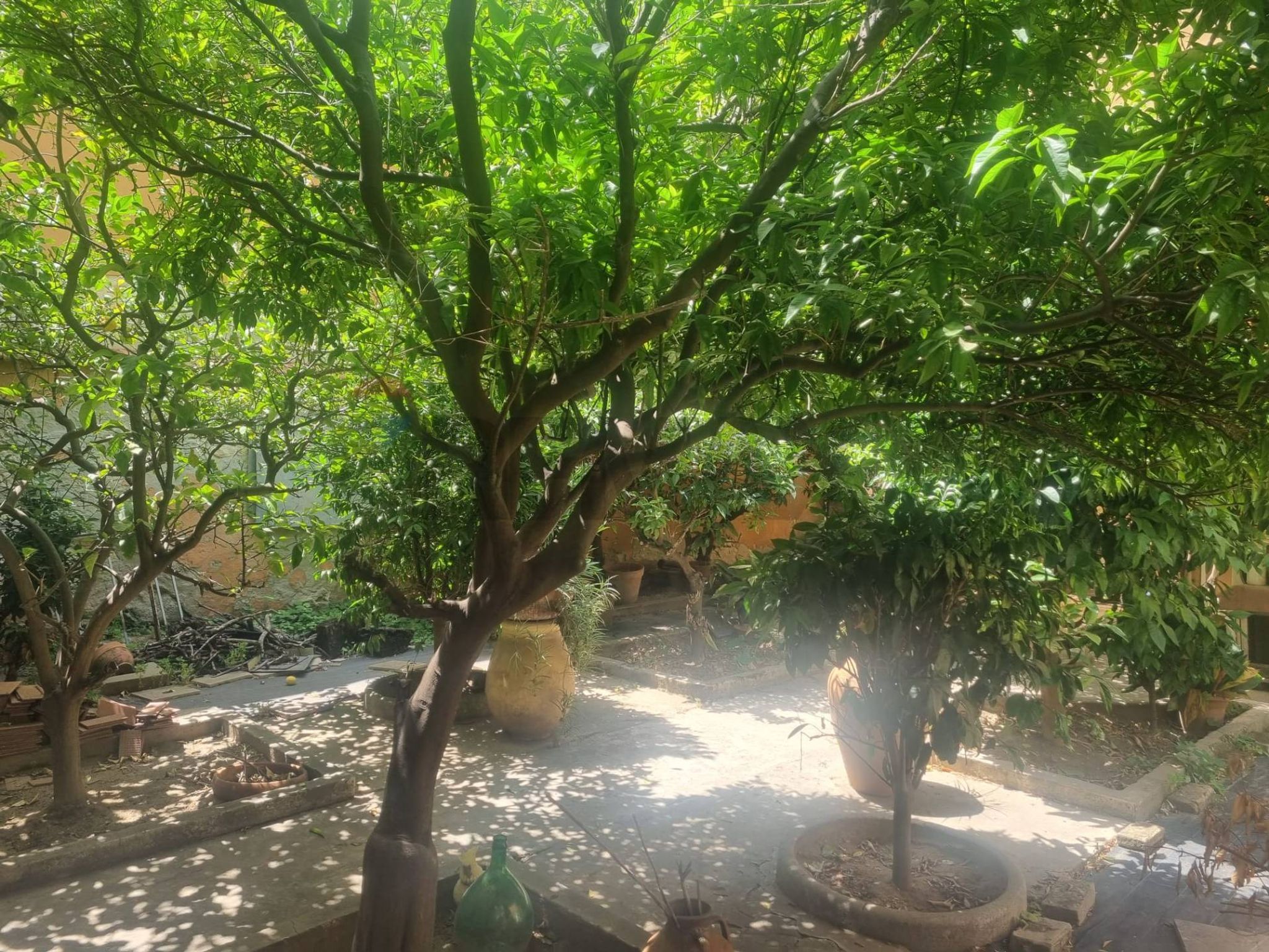 Giardino