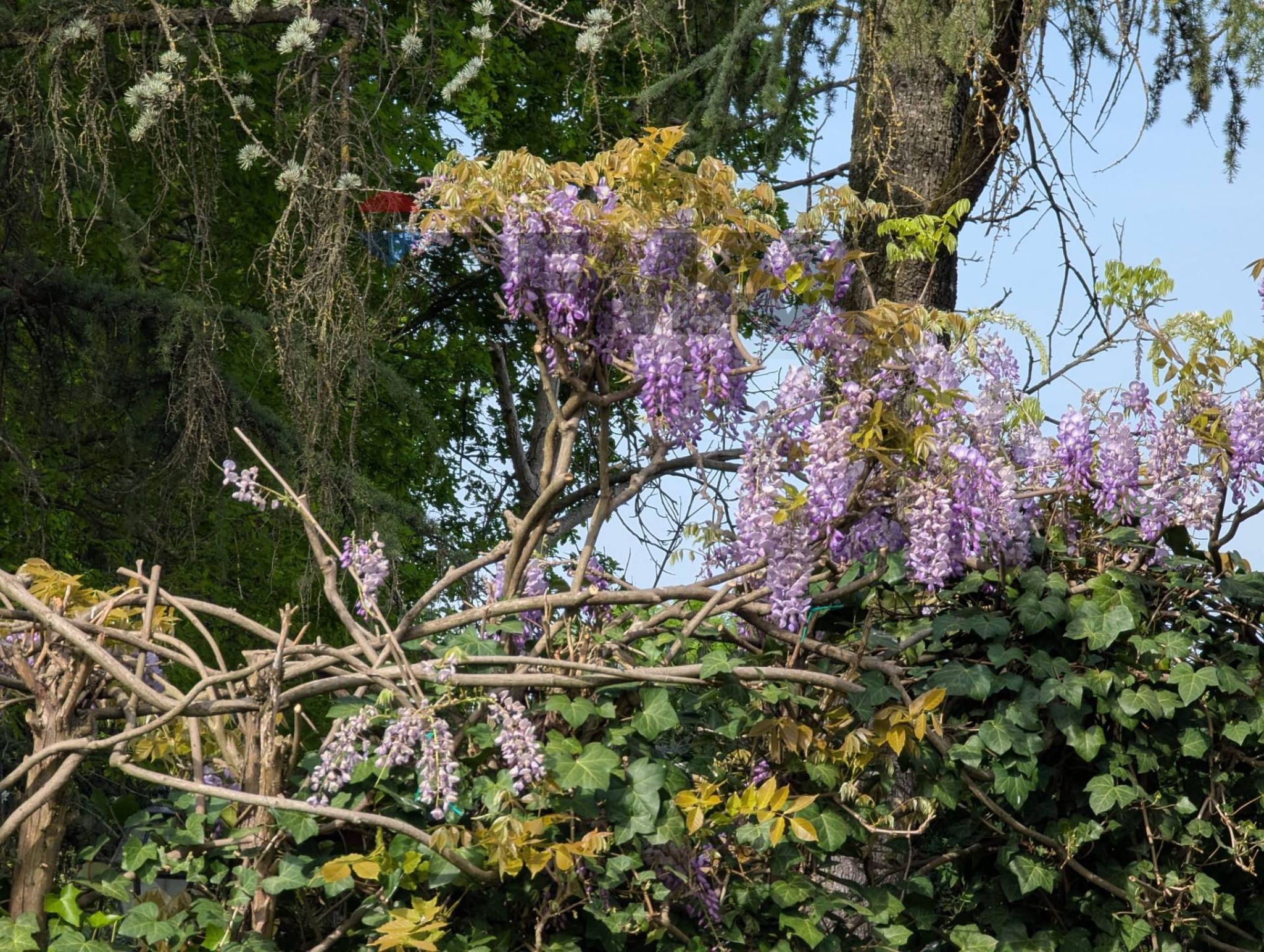 Giardino