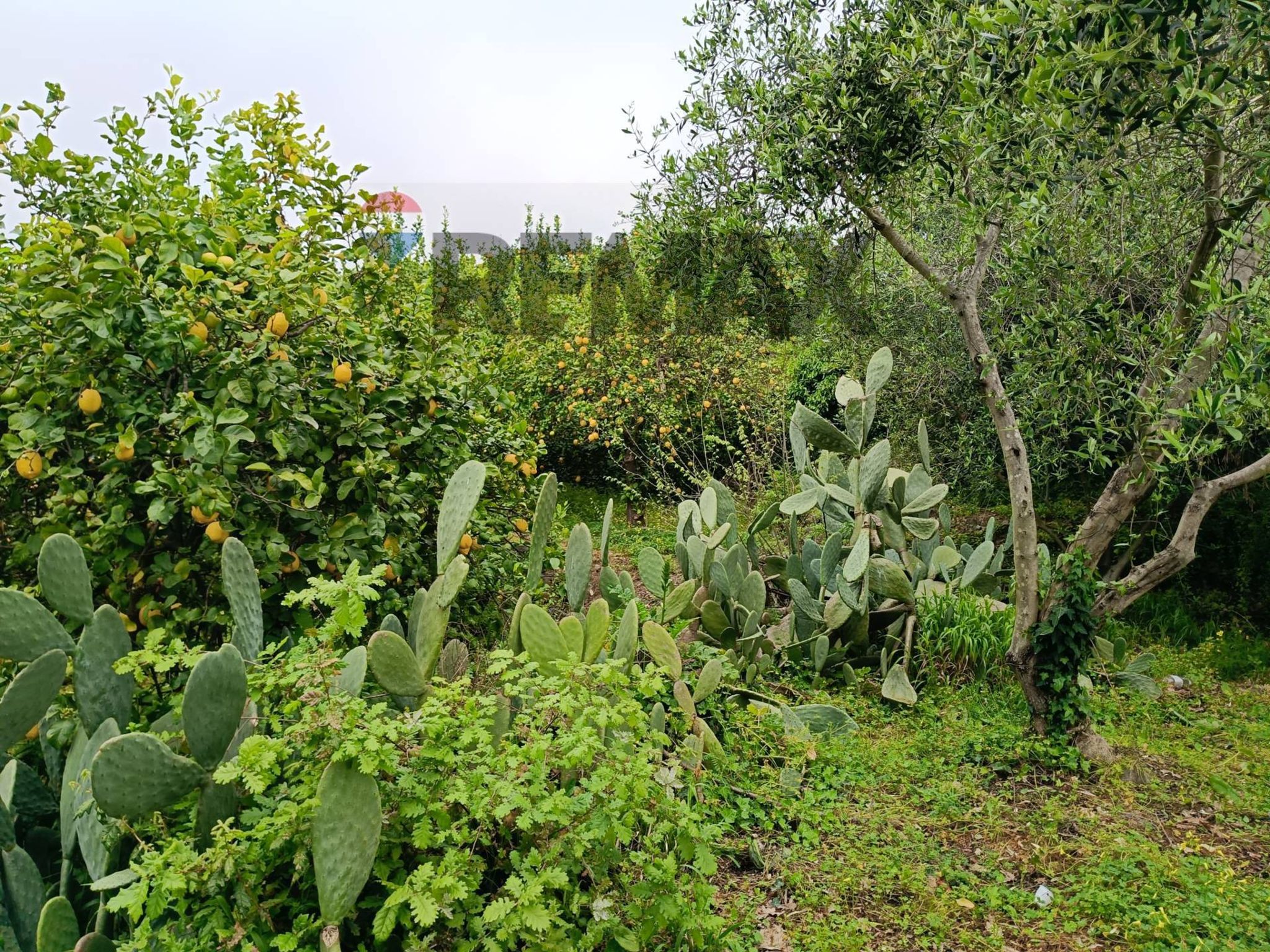 Giardino
