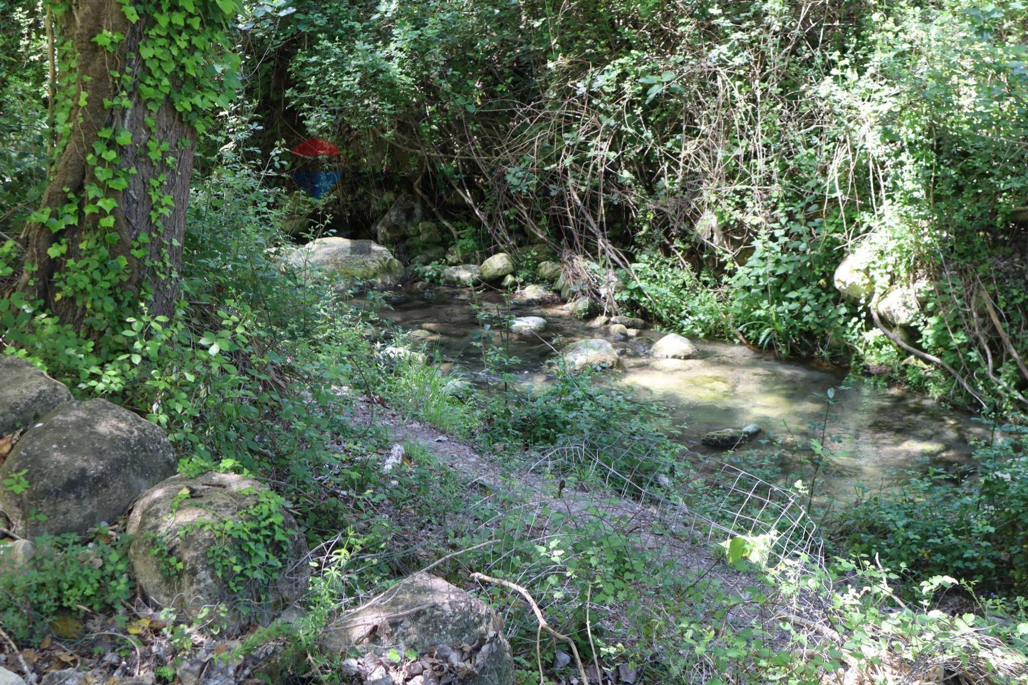 Giardino
