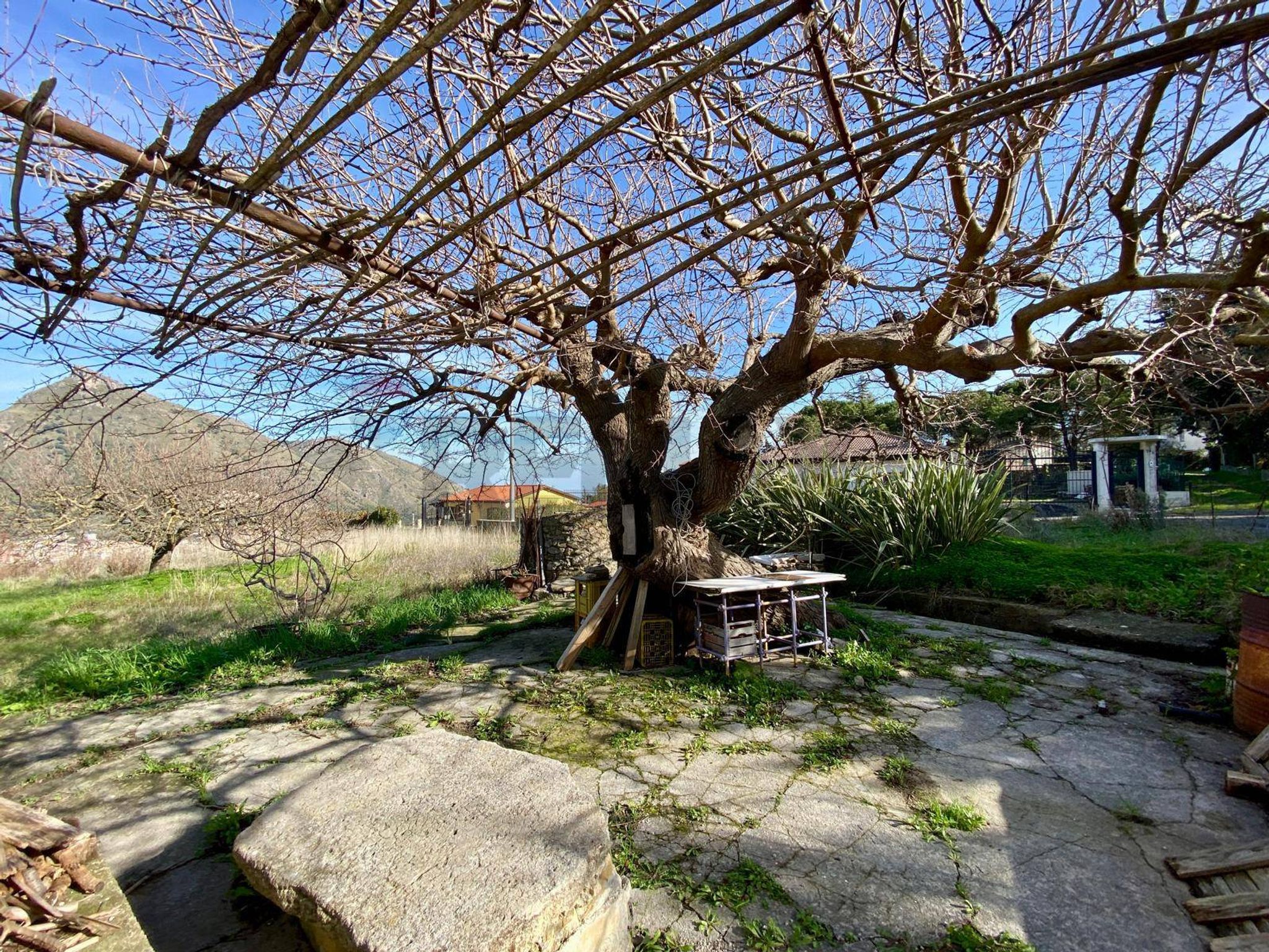 Giardino