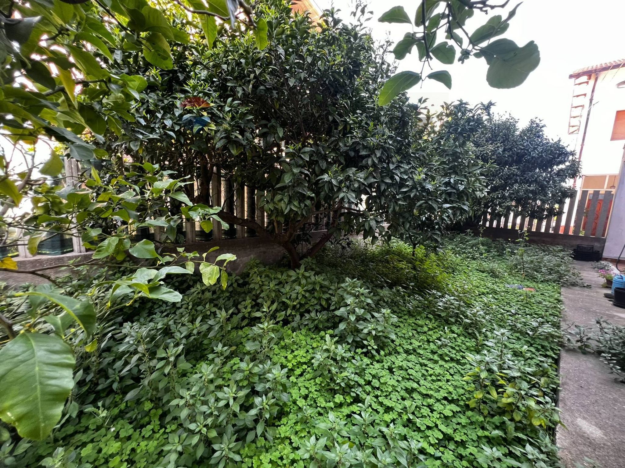 Giardino