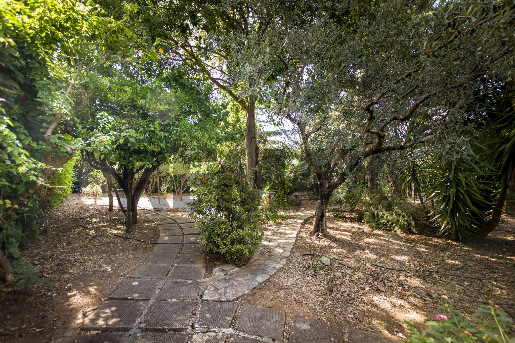 Giardino