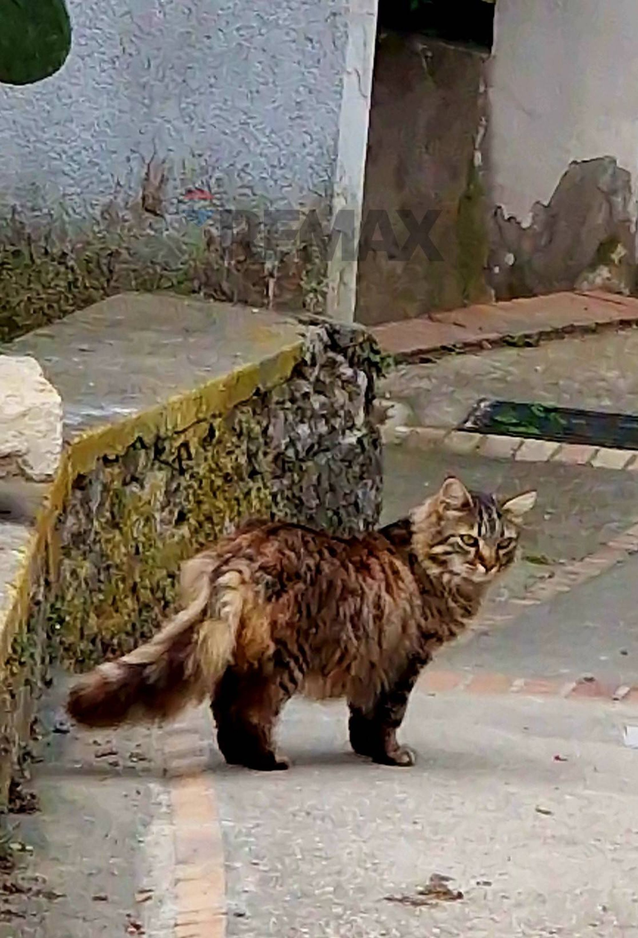Dettagli