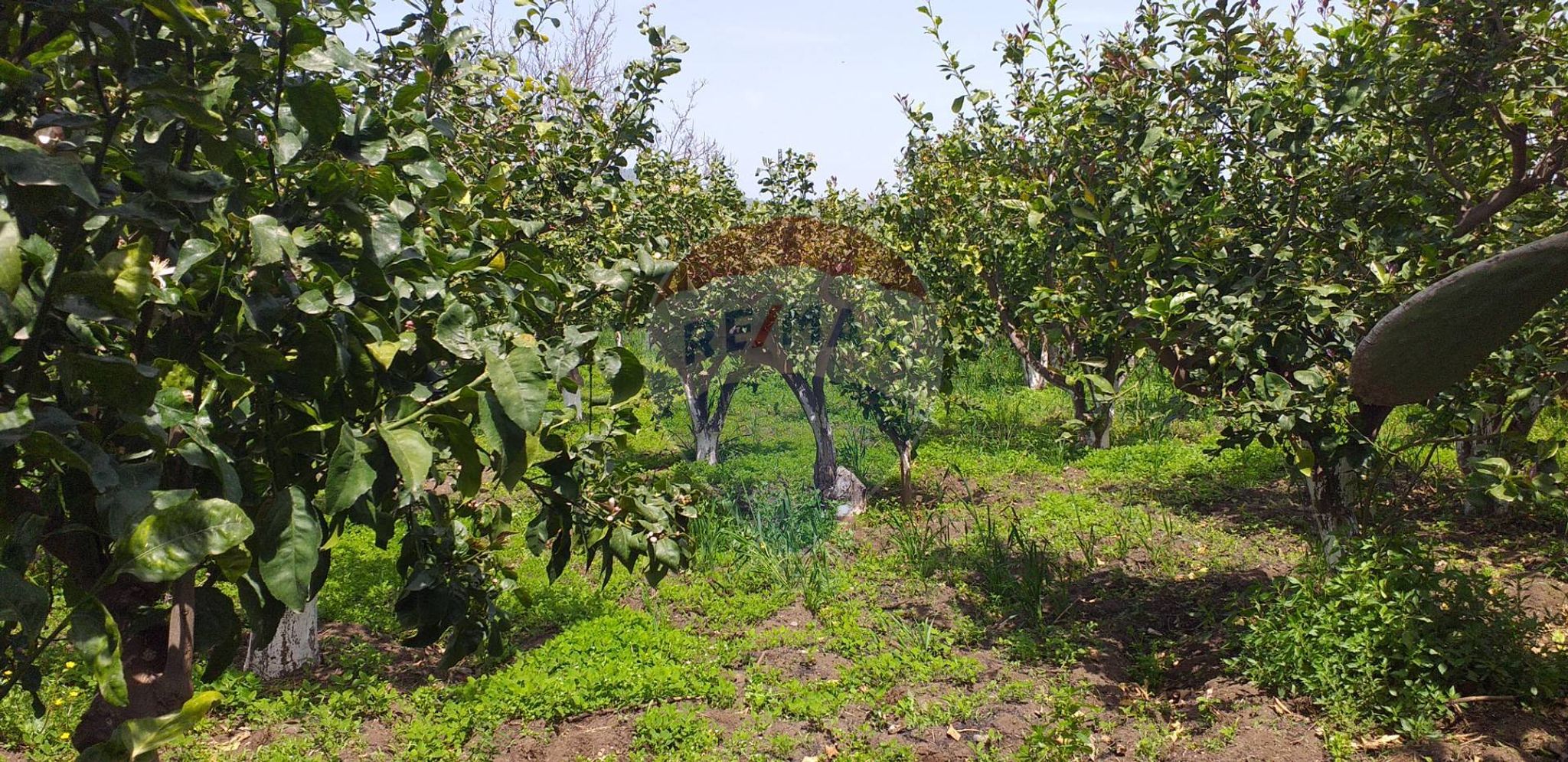 Immobile a Fiumefreddo di Sicilia
