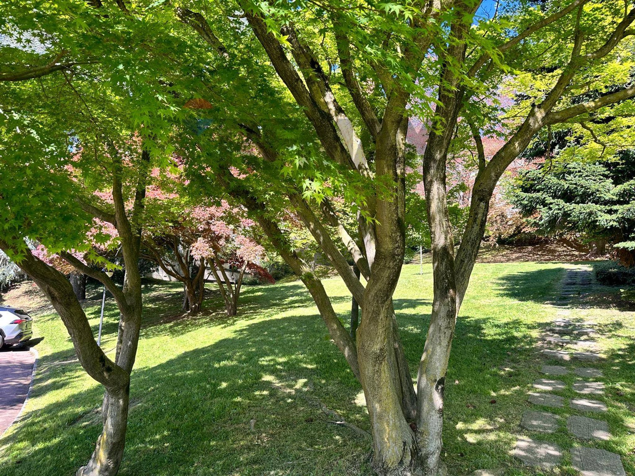 Giardino