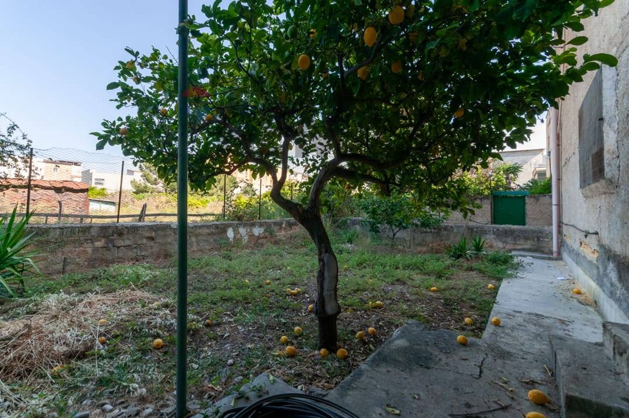 Giardino