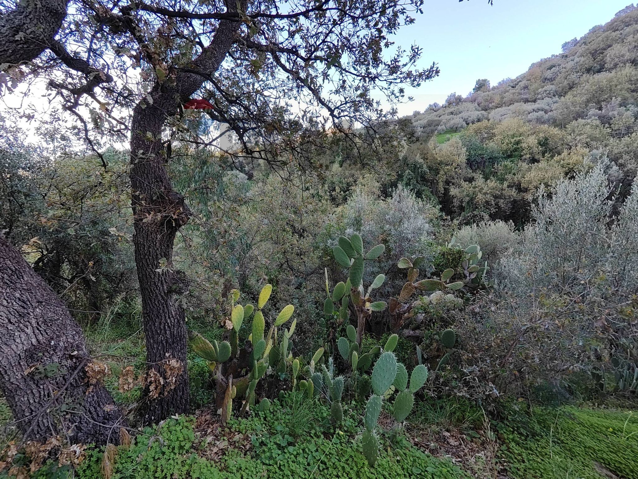 Vista delle montagne