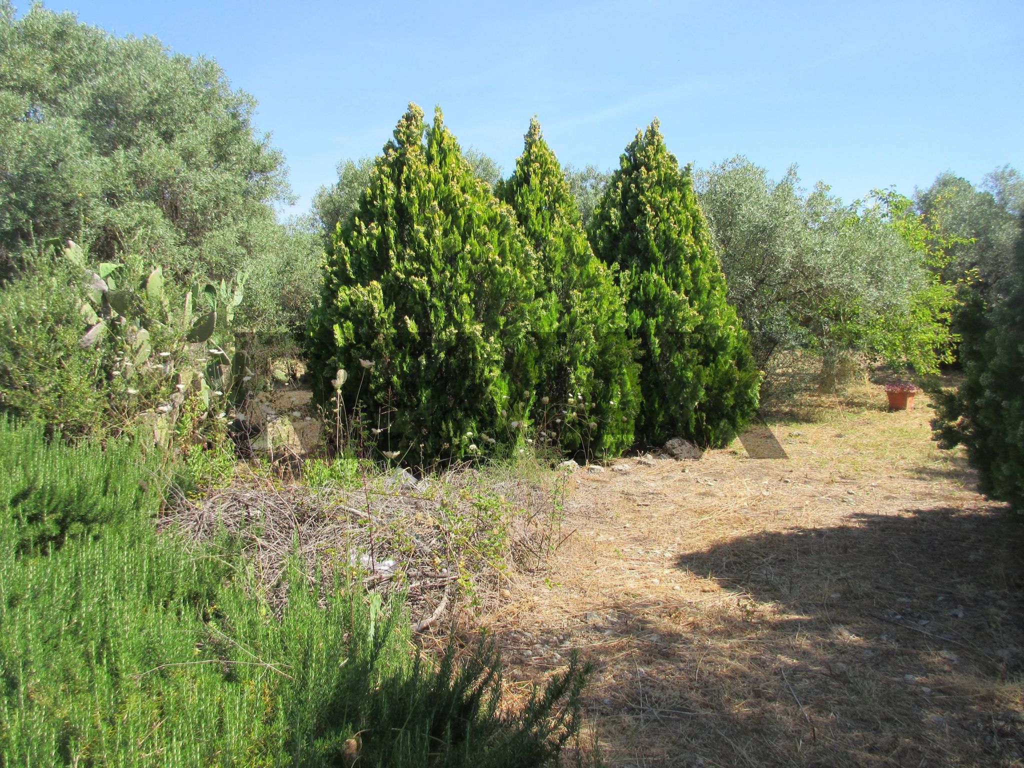 Giardino
