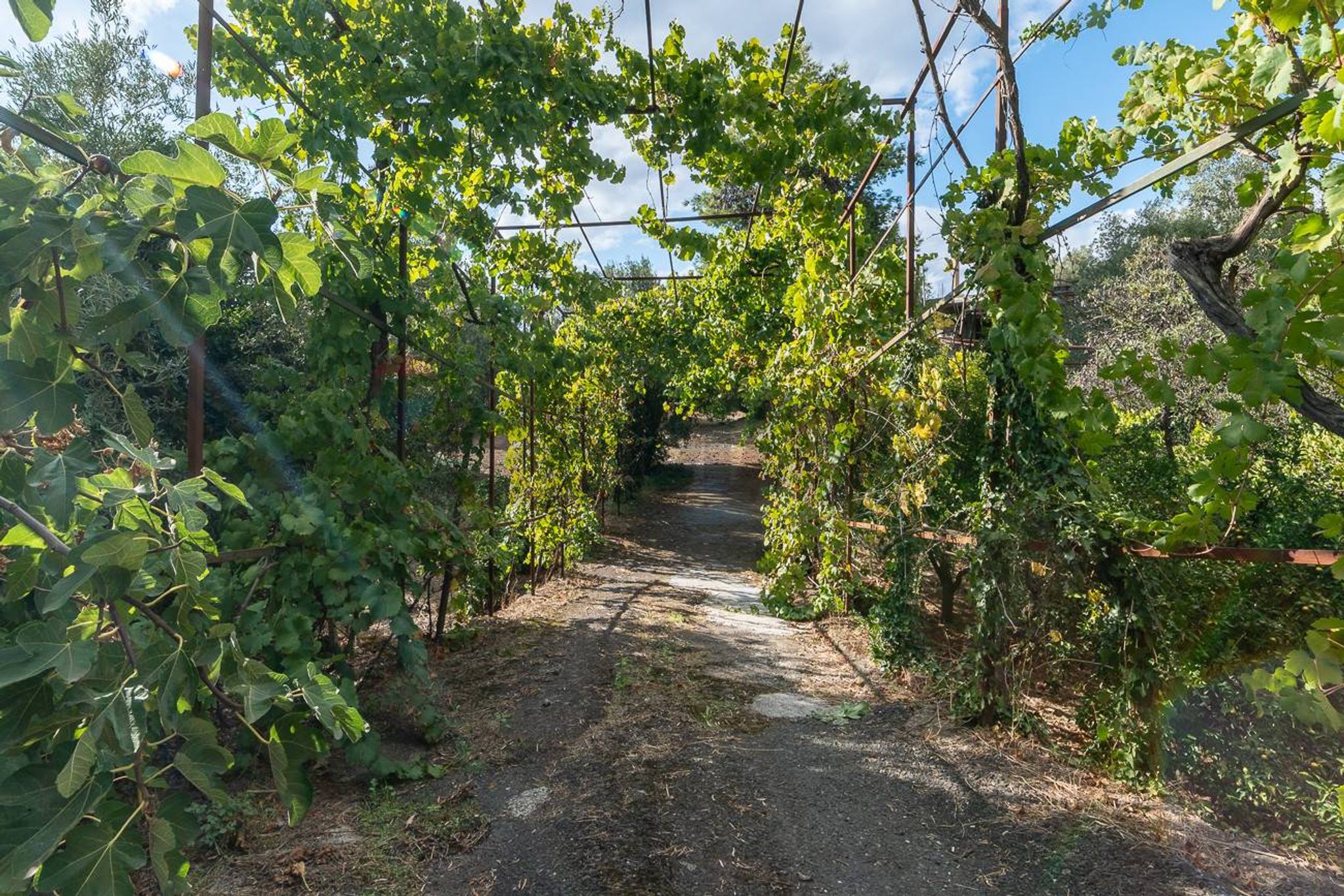 Giardino