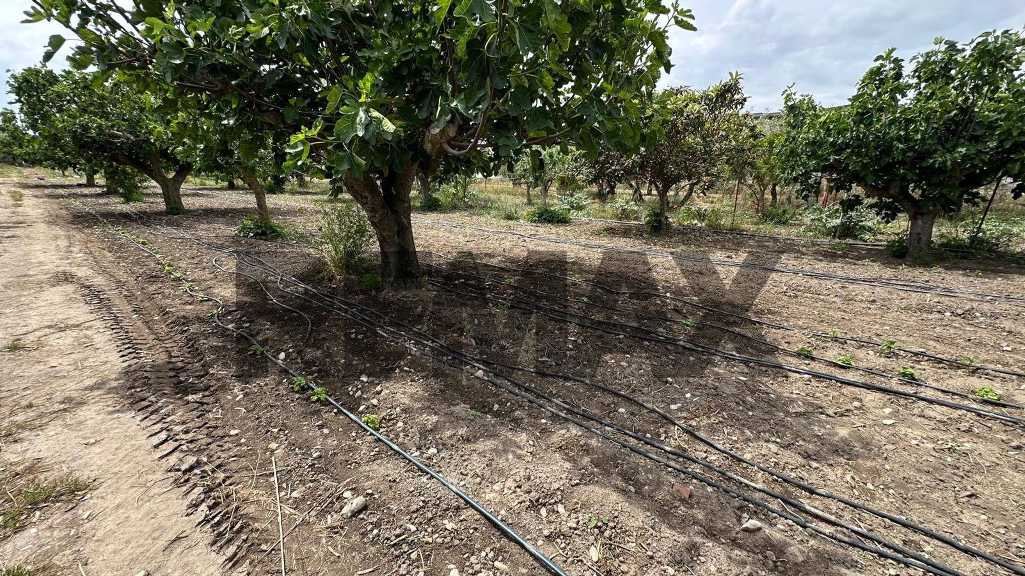 Giardino