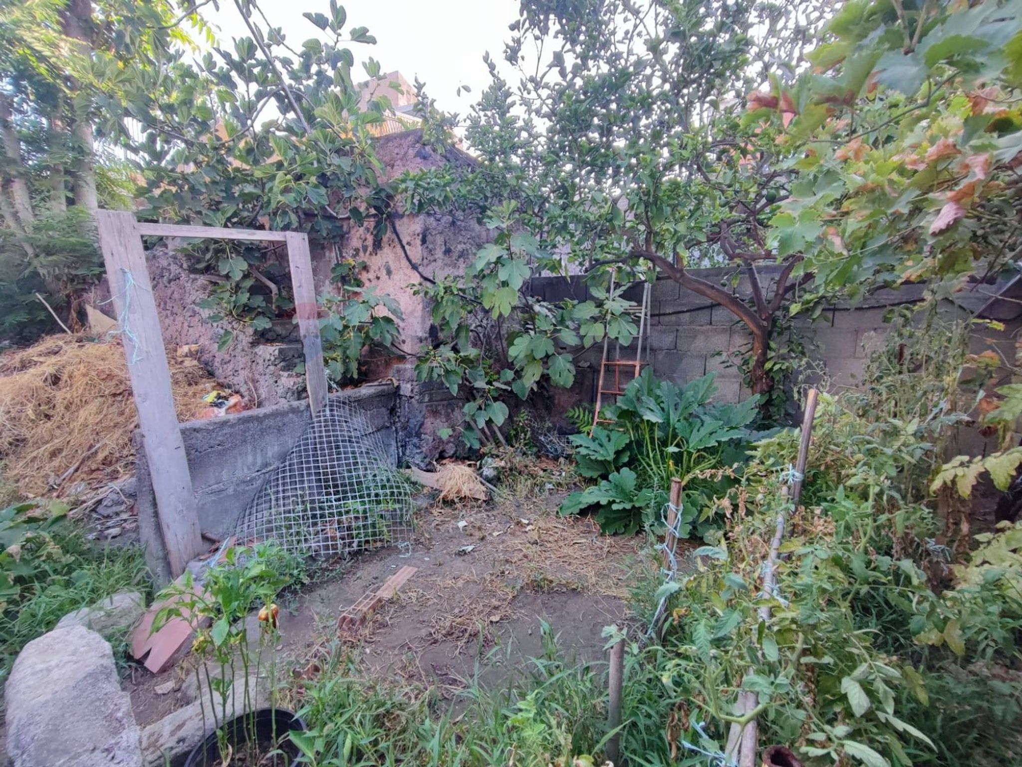 Giardino