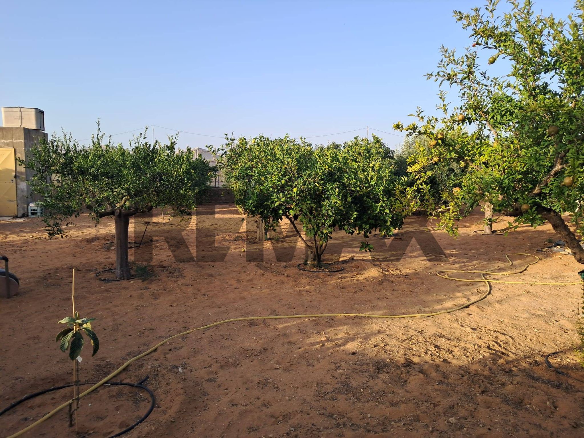 Giardino