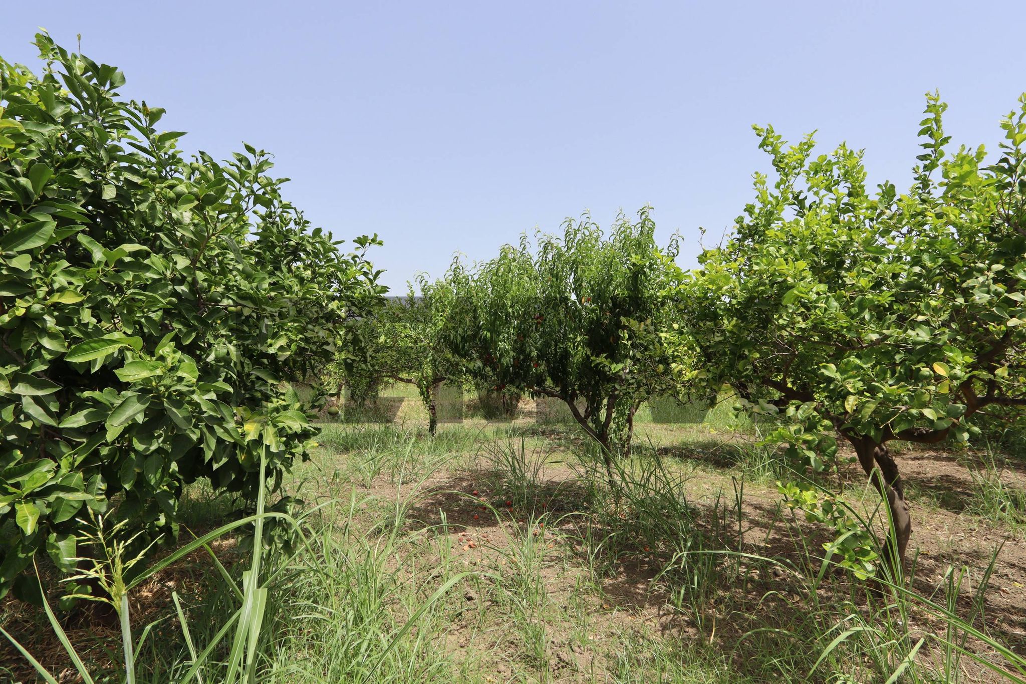 Giardino