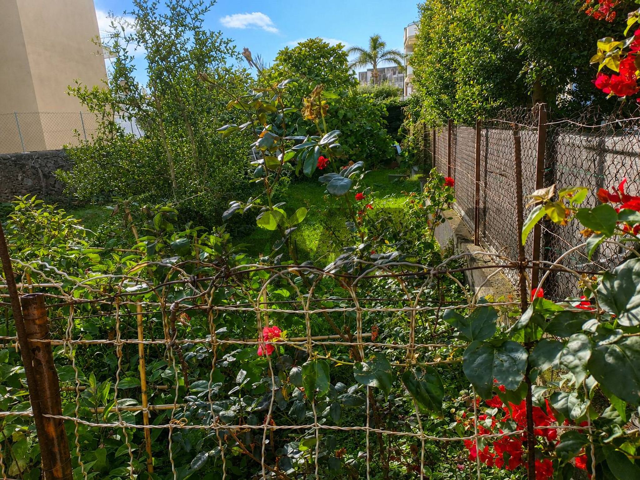 Giardino