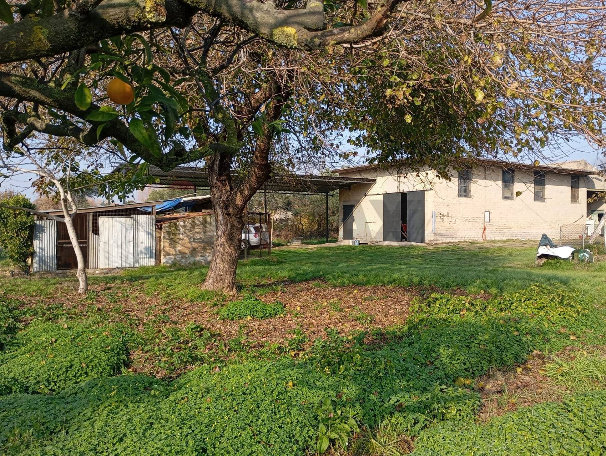 Giardino