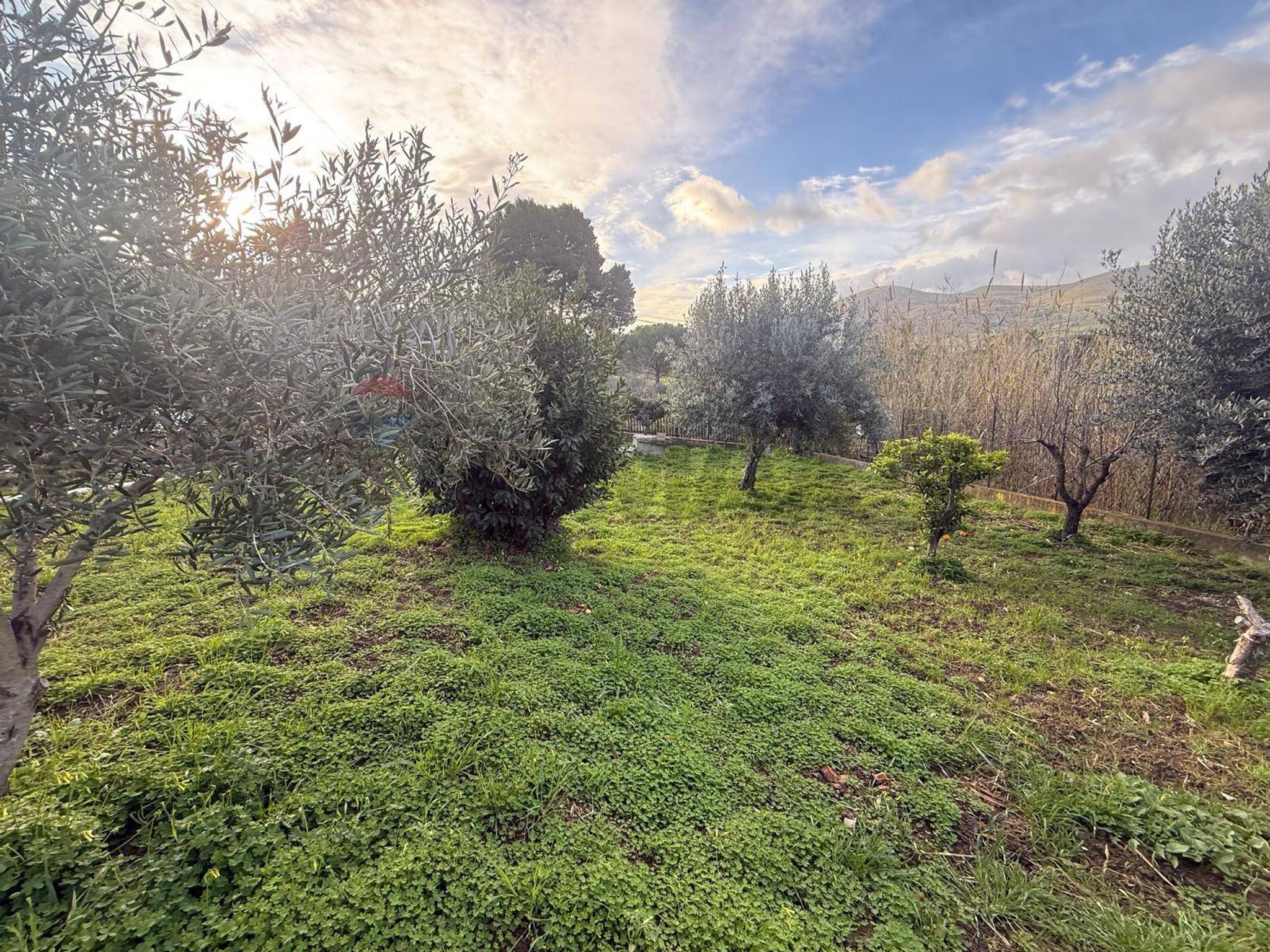Giardino