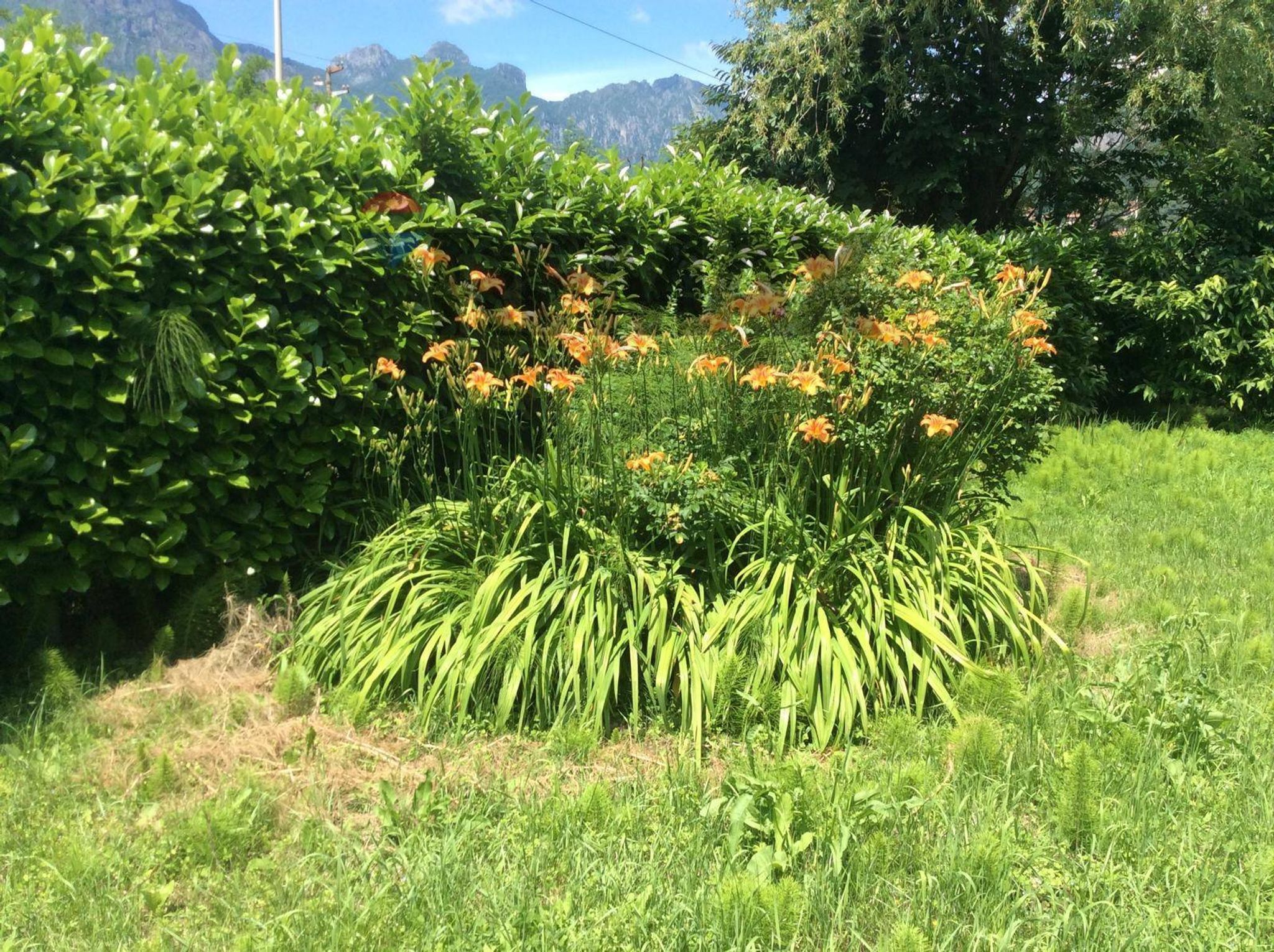 Giardino