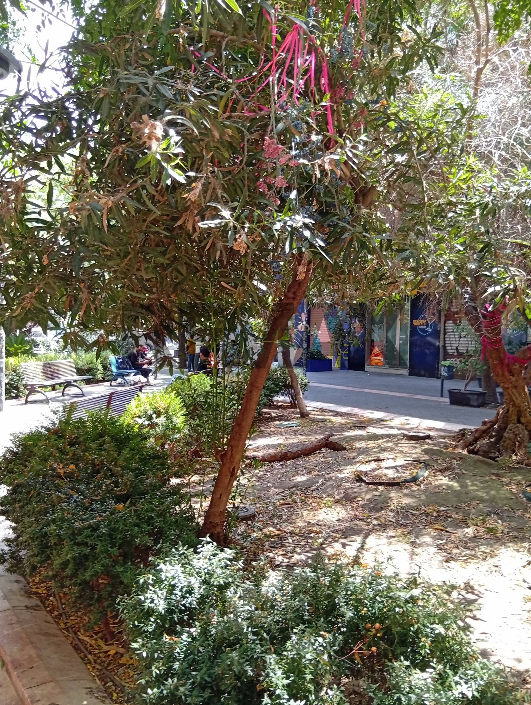 Giardino