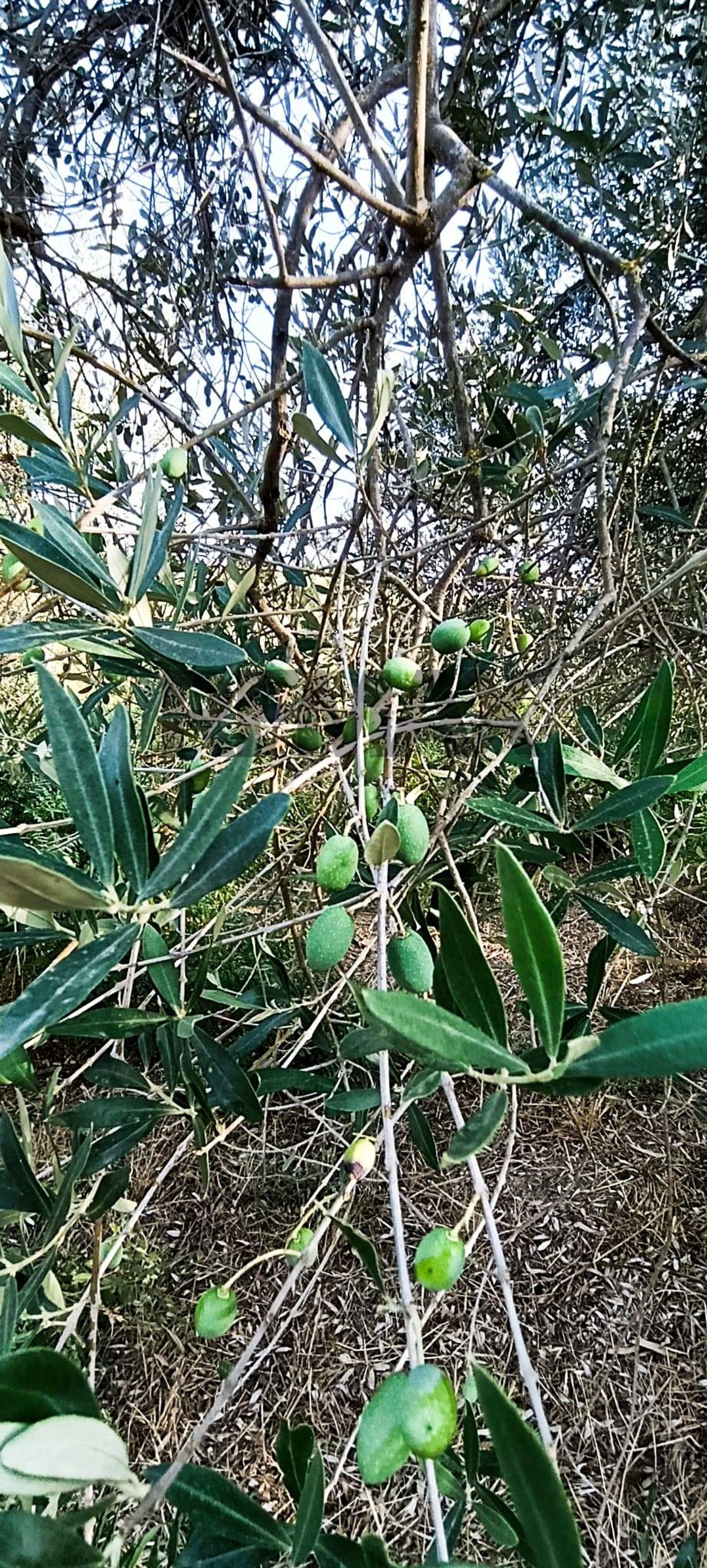Dettagli